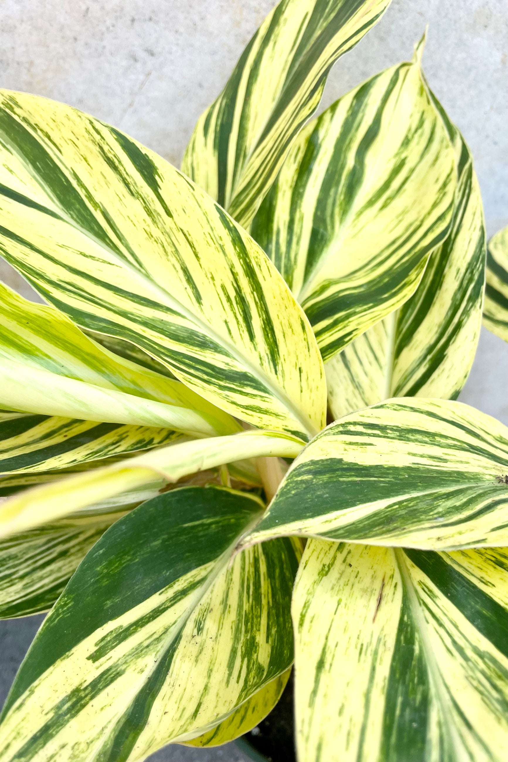 A detail picture showing the highly variegated lemon and green leaves of the Alpinia zerumbet 'Variegata'. ©Sprout Home