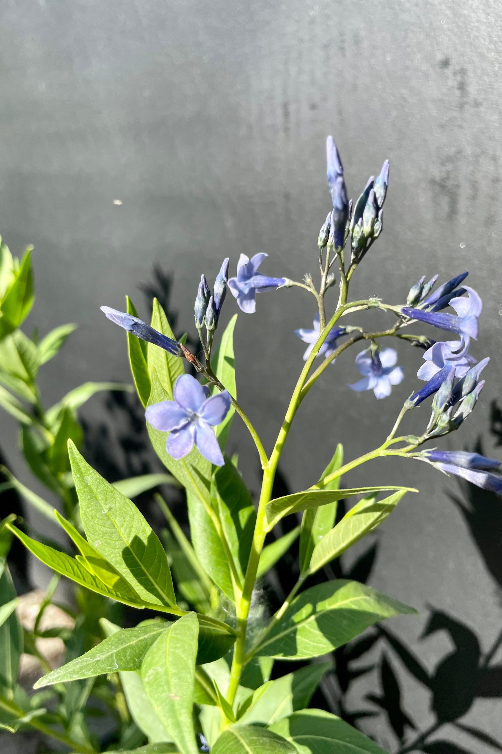 Detail picture of the ice blue purple flowers of the Amsonia 'Blue Ice' plant above its bright green leaves against a black backdrop the beginning of June at Sprout Home. ©Sprout Home