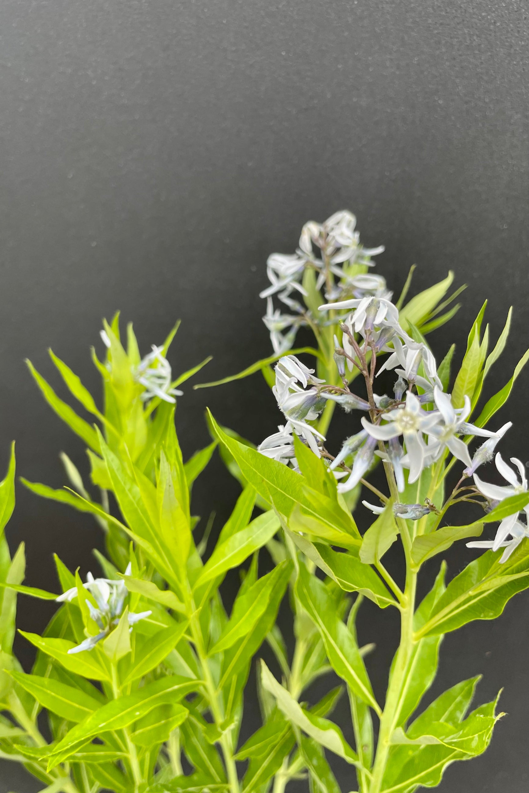 The light blue star shaped flowers on top of matte green foliage of the Amsonia tabernaemontana against a black background at Sprout Home the end of May. ©Sprout Home