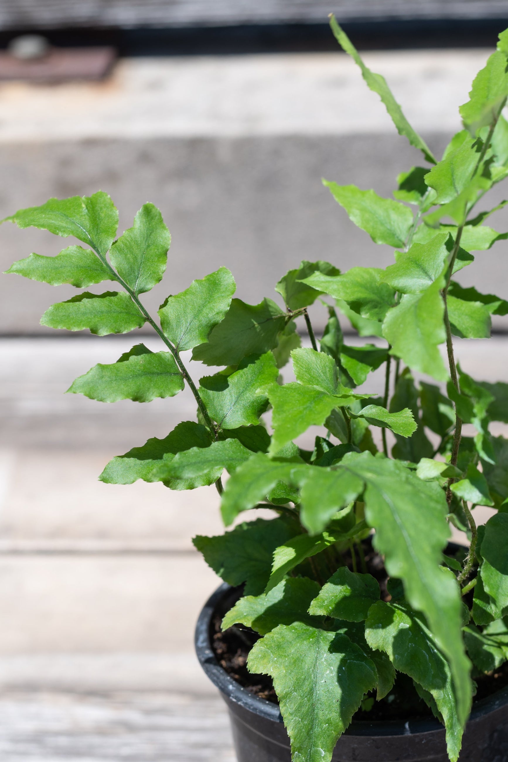 Close up of Anemia mexicana fronds ©Sprout Home