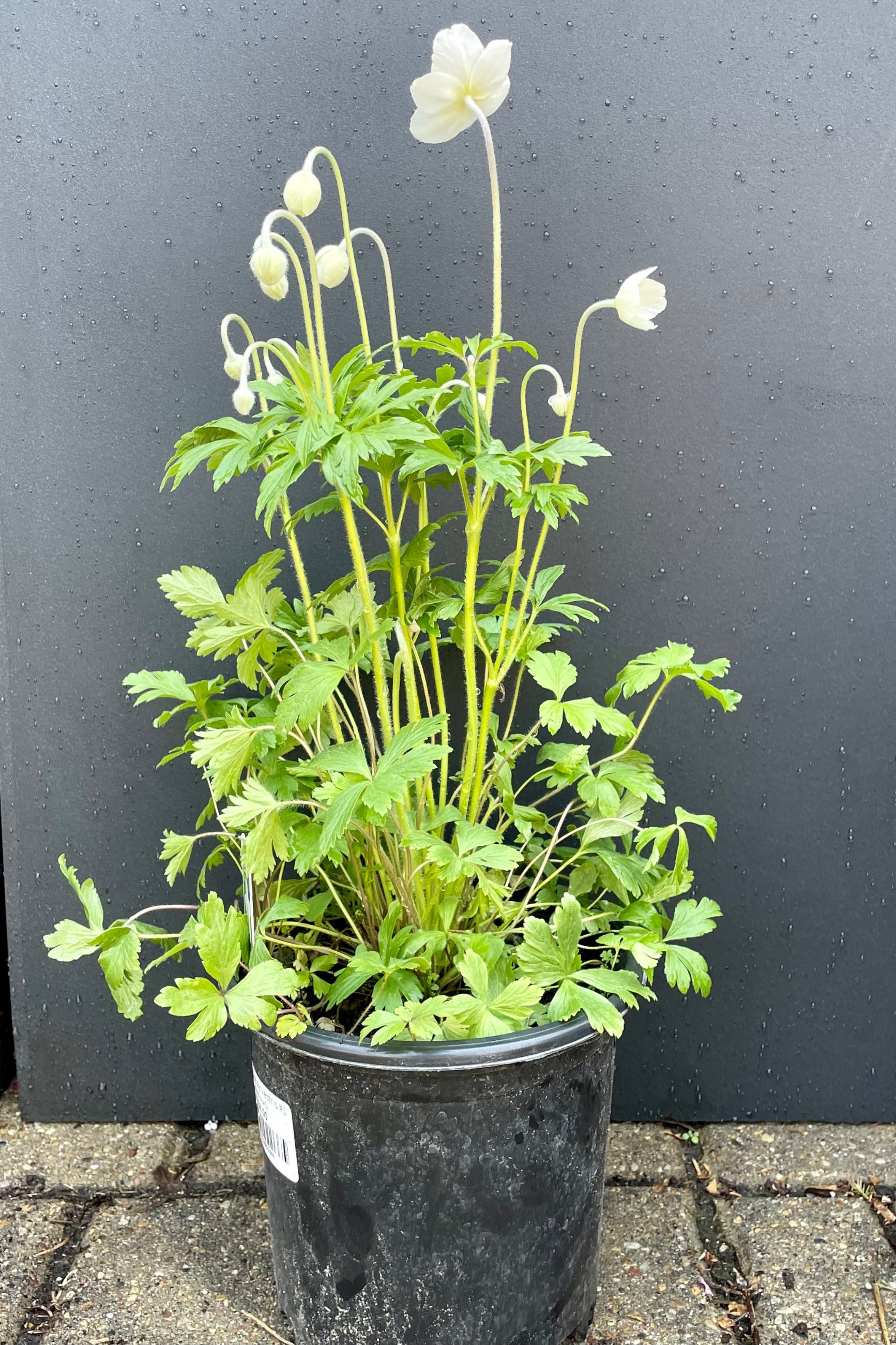 Anemone sylvestris in a #1 growers pot blooming in the middle of May in the Sprout Home yard.©Sprout Home