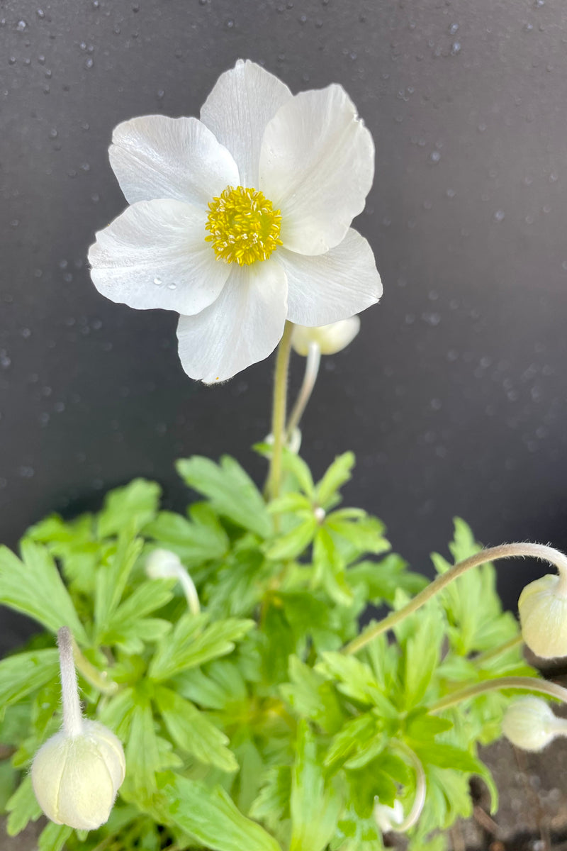 A close up picture of the white petals and yellow center of the Anemone sylvestris plant against a black wall.