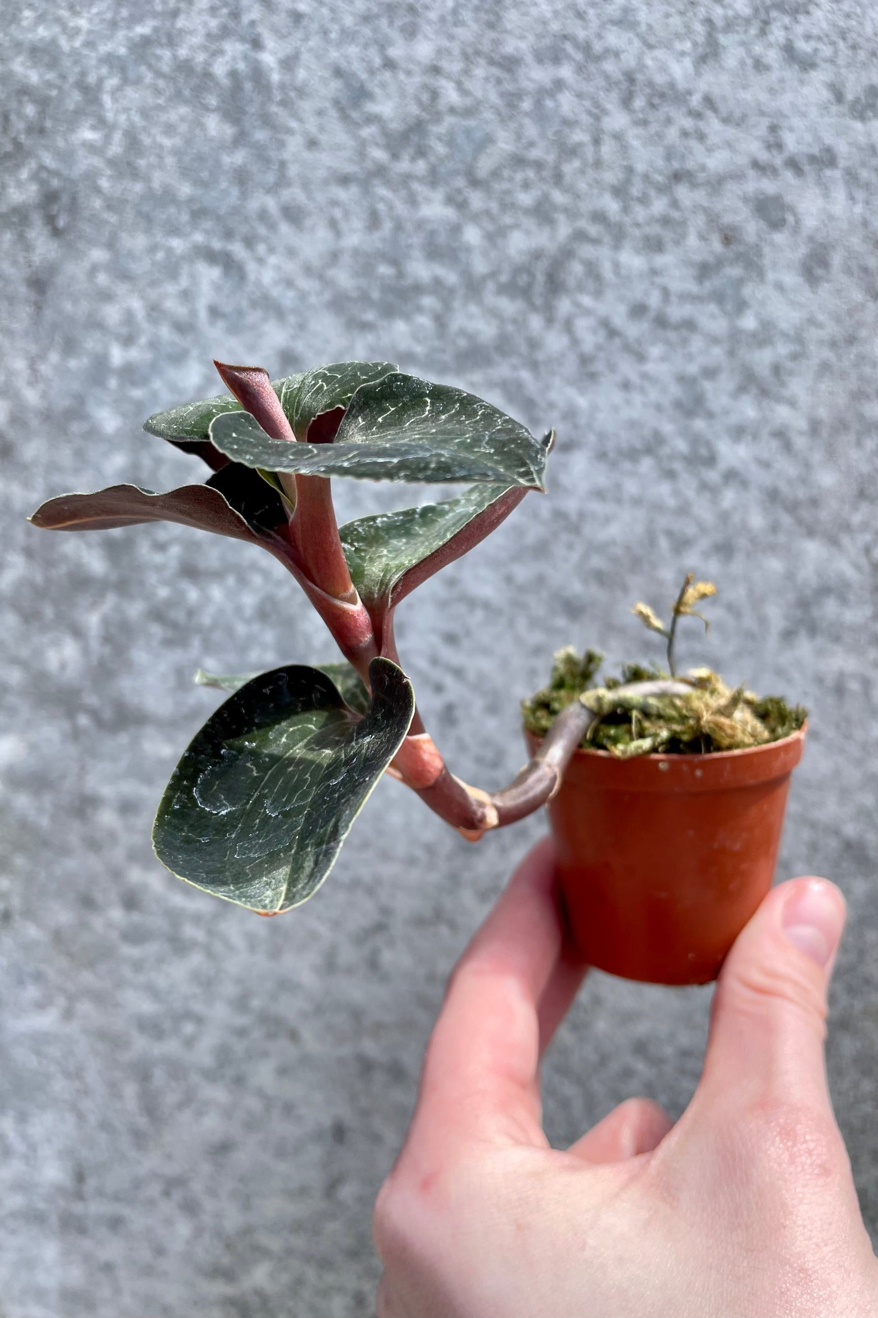 Anoectochilus sp. "Jewel Orchid" 2" orange growers pot with variegated green leaves against a grey wall ©Sprout Home