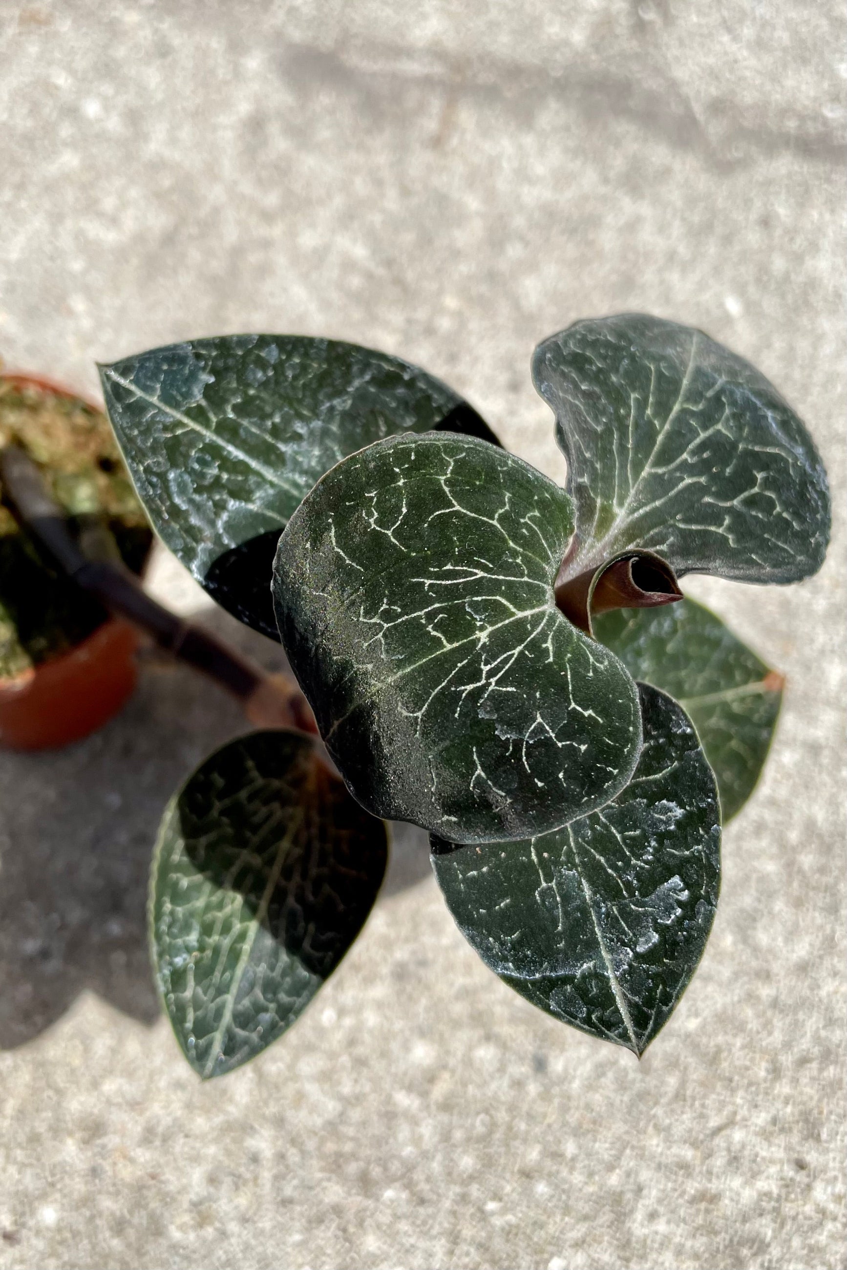 Detail of Anoectochilus sp. "Jewel Orchid" 2" variegated green leaves against a grey wall ©Sprout Home