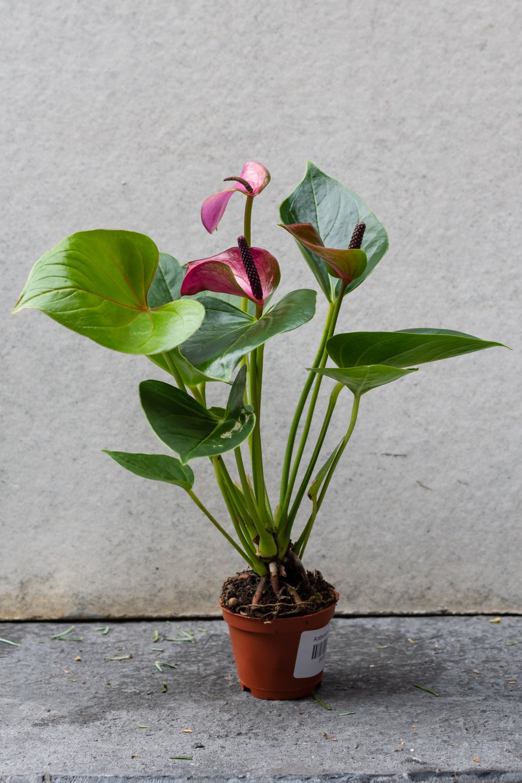 A pink colored anthurium in a 2" growers pot ©Sprout Home