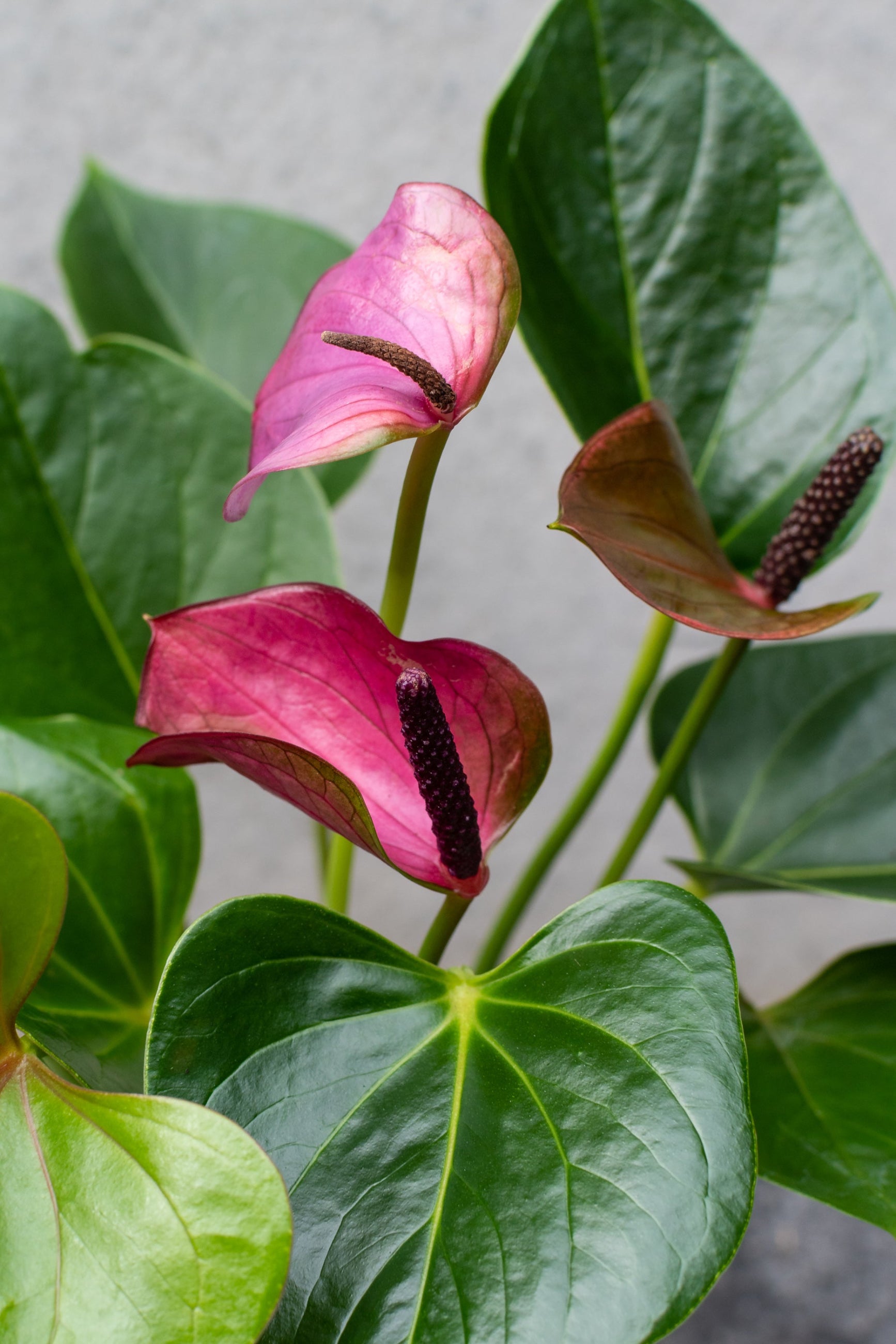 Pink Anthurium up close with the green leaves surrounding the spathes ©Sprout Home