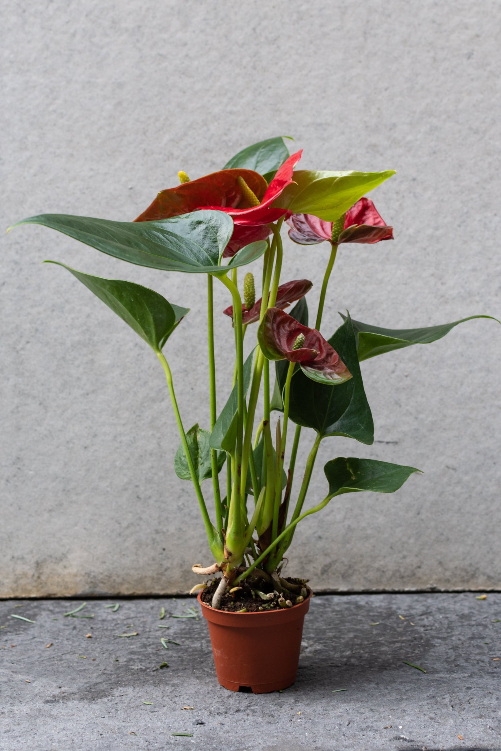 Red Anthurium up close with the green leaves surrounding the spathes ©Sprout Home