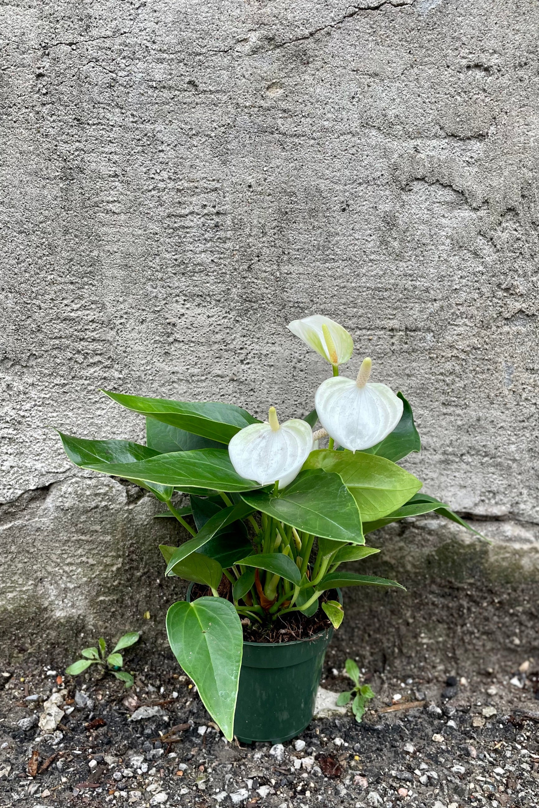 white Anthurium 4" against a grey wall ©Sprout Home