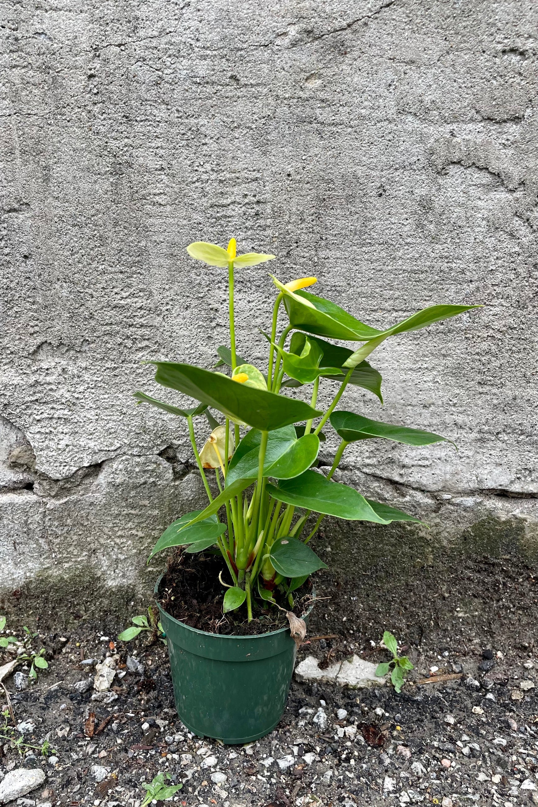 cream Anthurium 4" against a grey wall ©Sprout Home