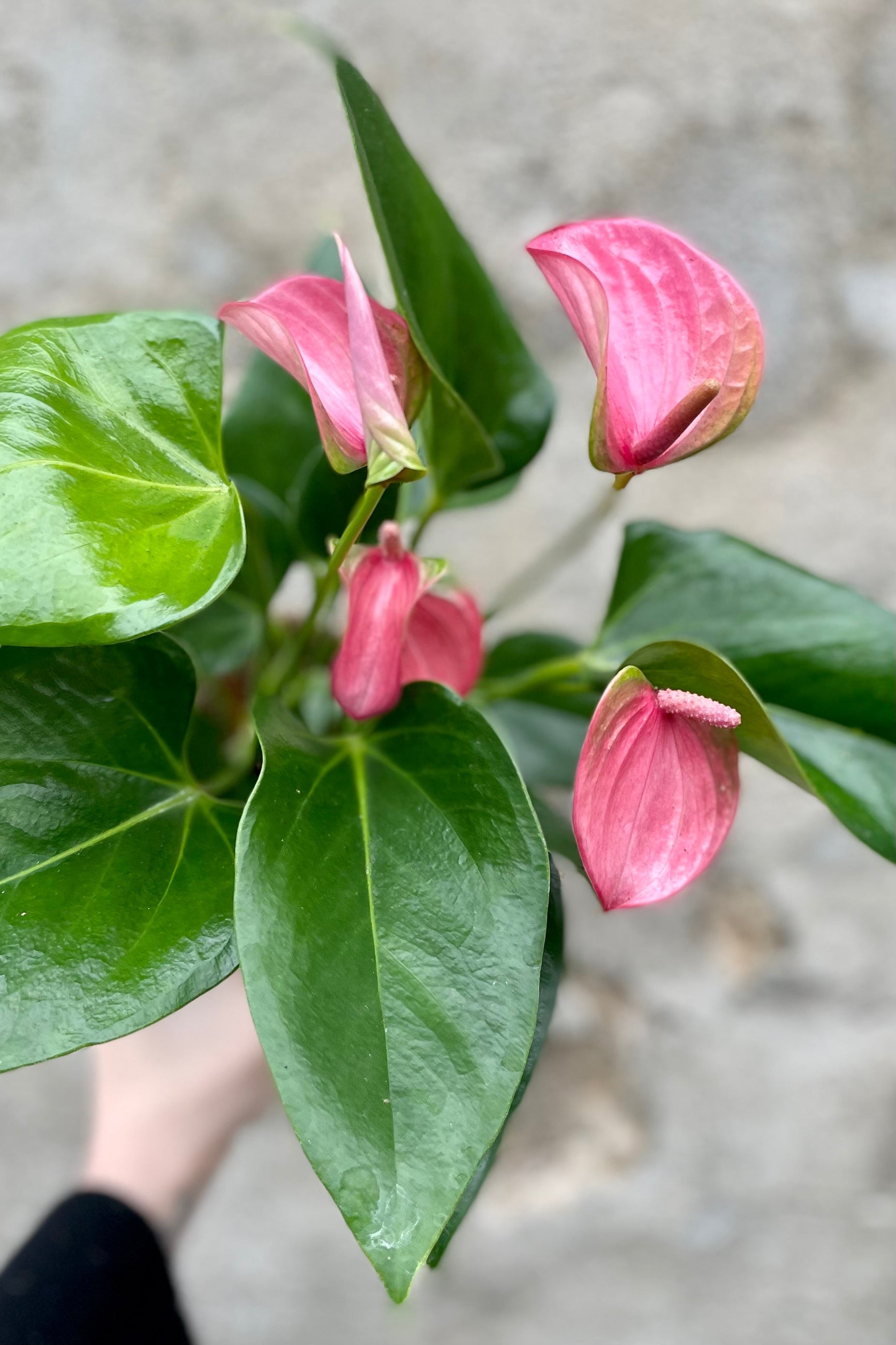 detail of pink Anthurium 4" against a grey wall ©Sprout Home