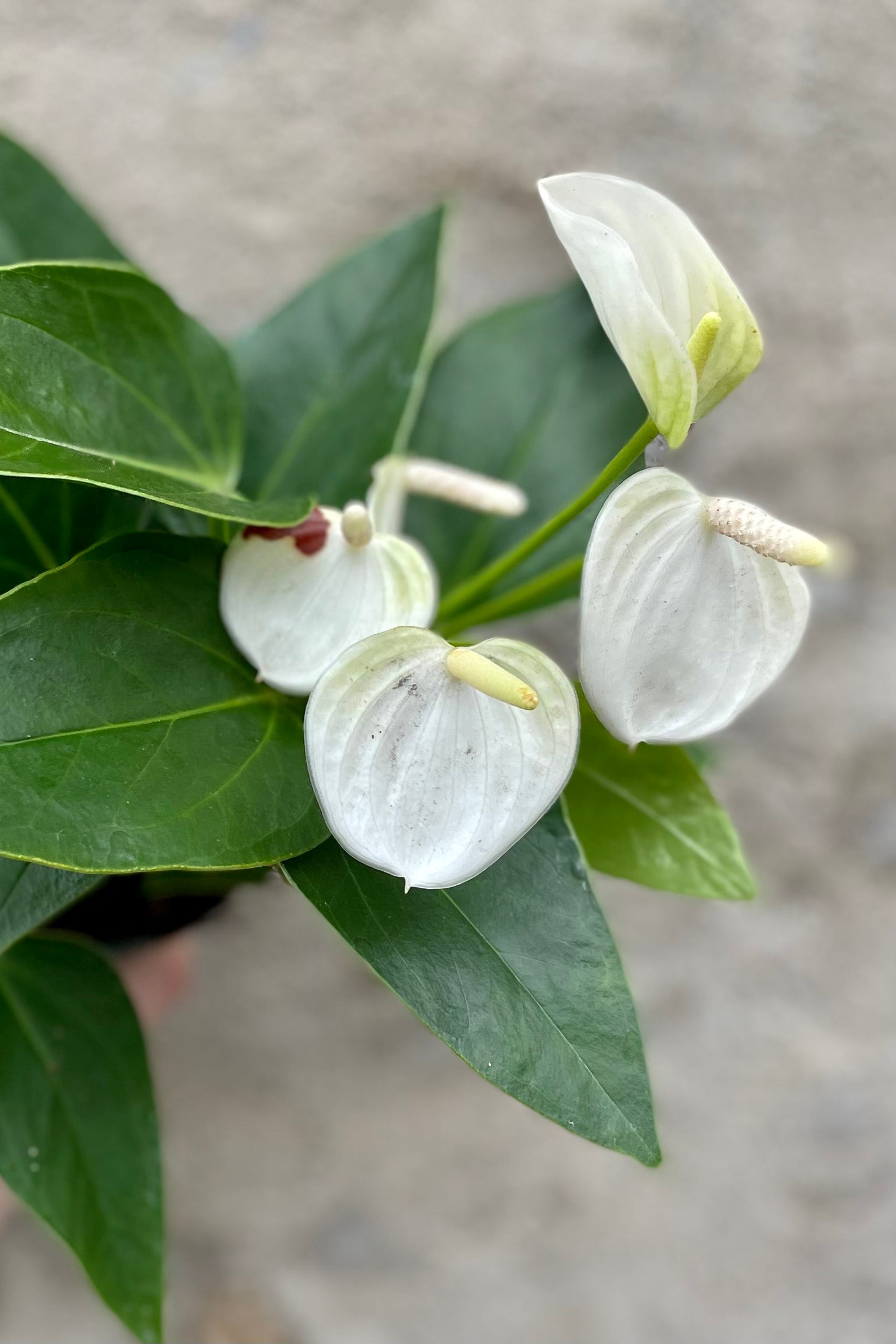 detail of white Anthurium 4" against a grey wall ©Sprout Home