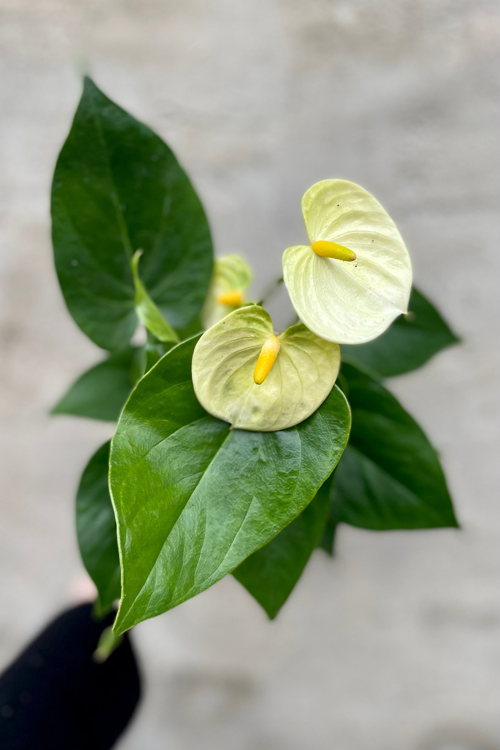 detail of cream Anthurium 4" against a grey wall ©Sprout Home