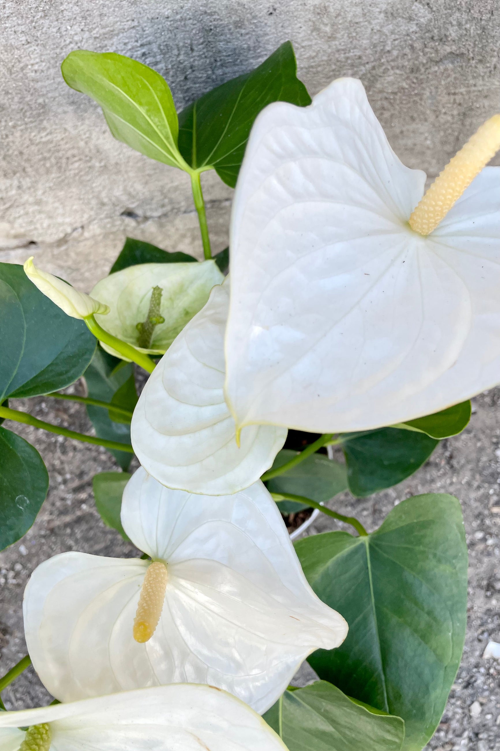 Anthurium's, or Flamingo Flower 6" detail of green leaves and white and yellow glossy blooming flamingo flowers ©Sprout Home