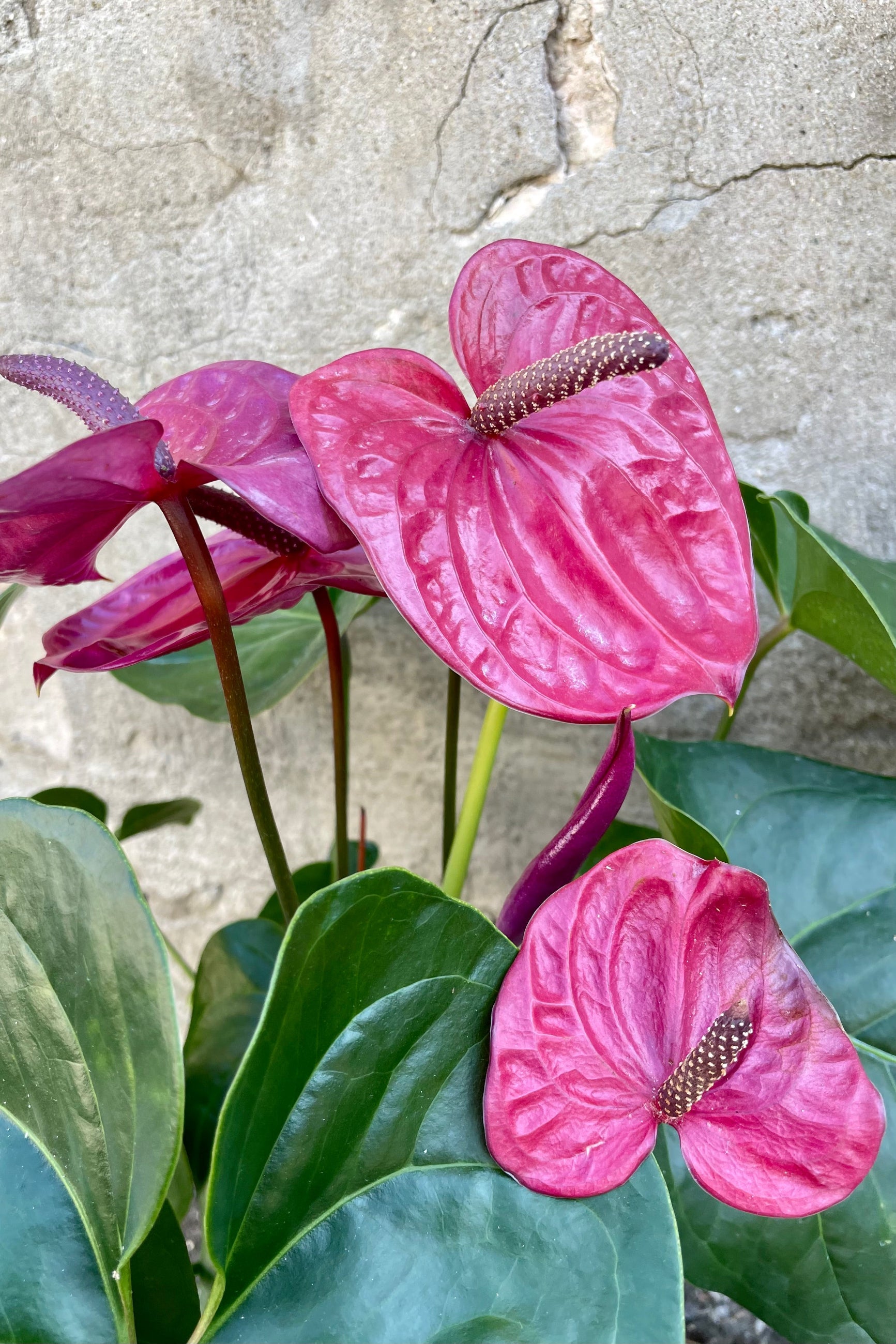 Anthurium's, or Flamingo Flower 6" detail of green leaves and purple glossy blooms with a dark purple spadix ©Sprout Home