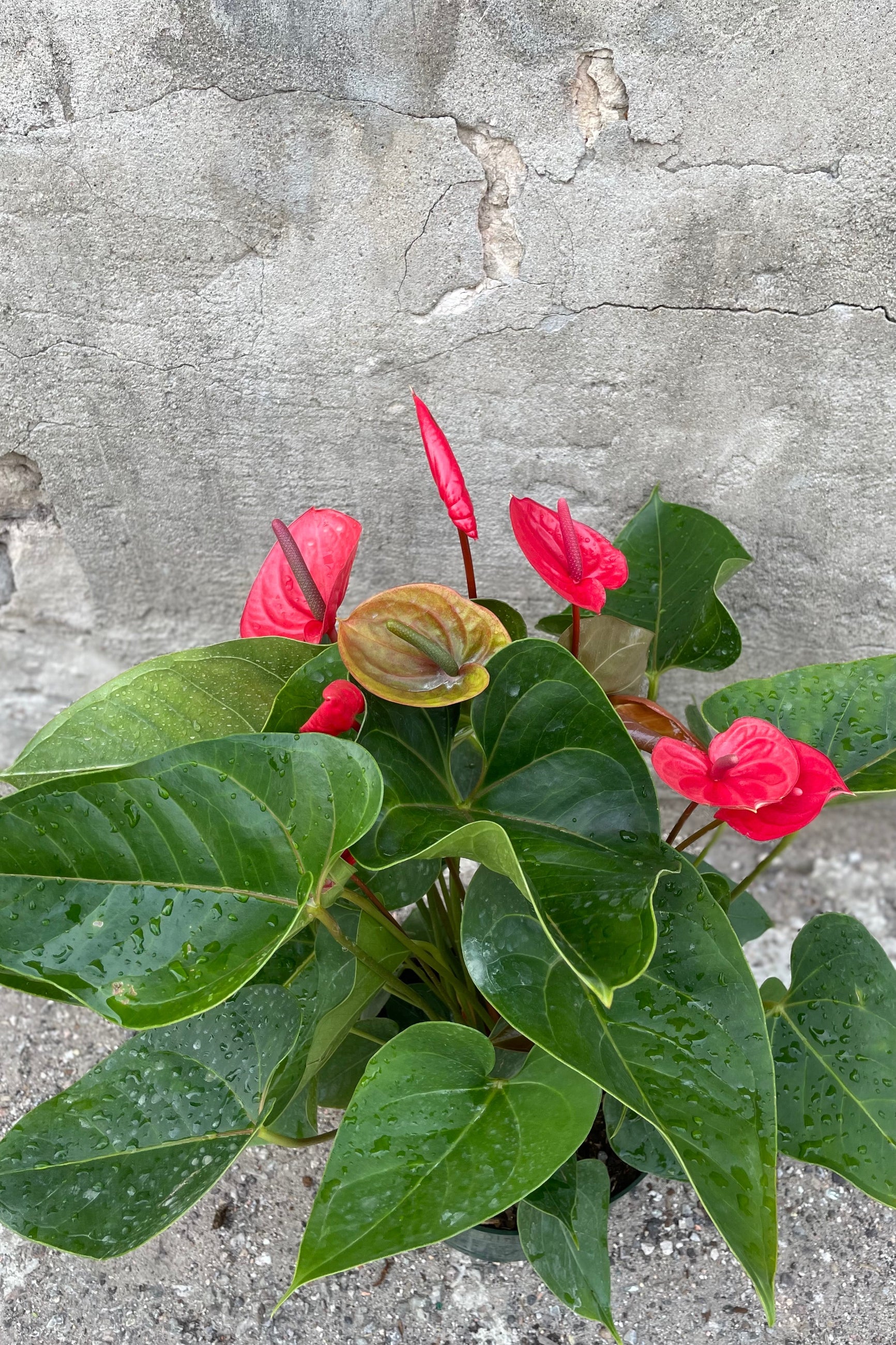 Anthurium hybrid plant with green leaves and pink flamingo flowers against a concrete background ©Sprout Home