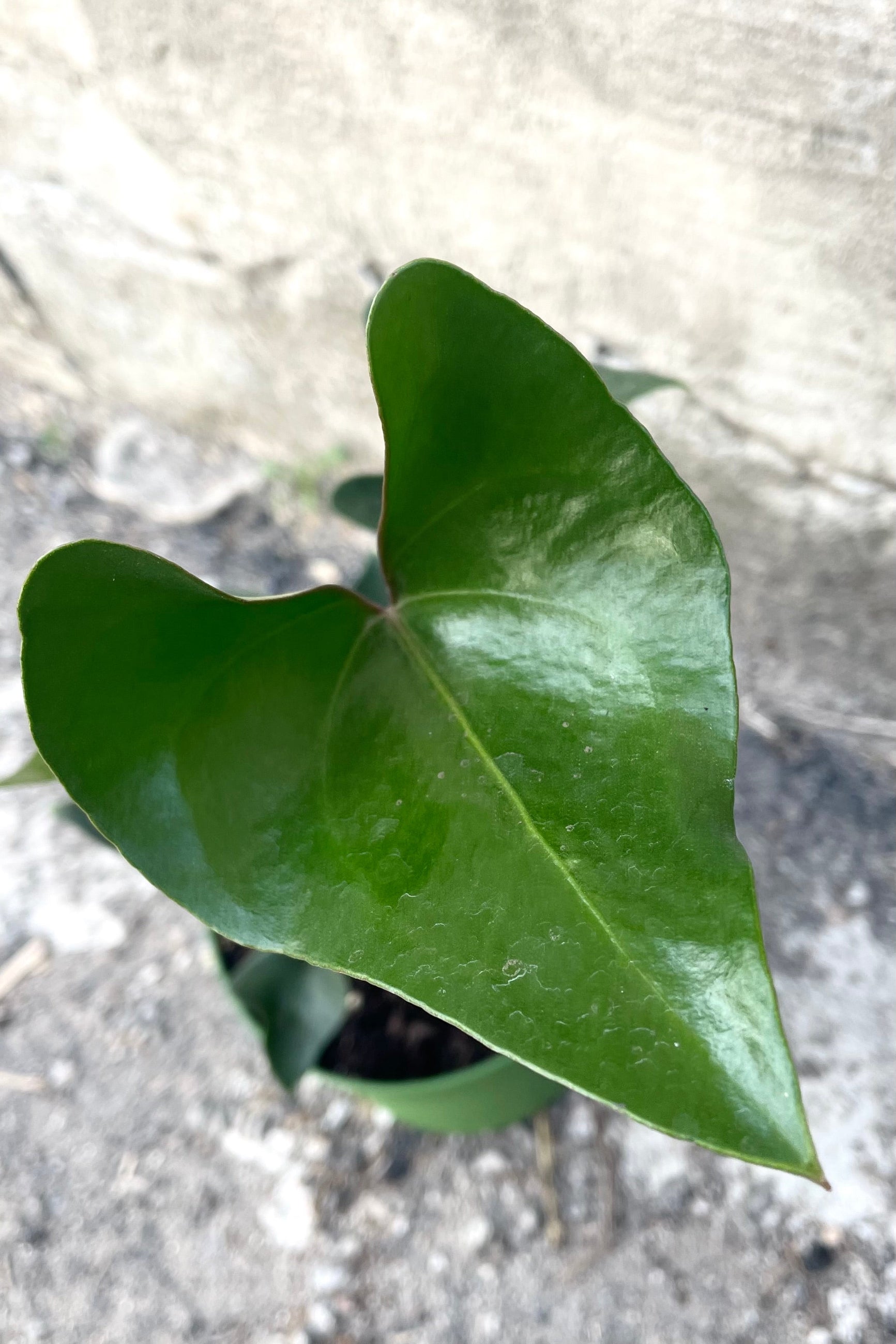 A detailed view of the leaf on Anthurium 'Arrow' 6" against concrete backdrop ©Sprout Home