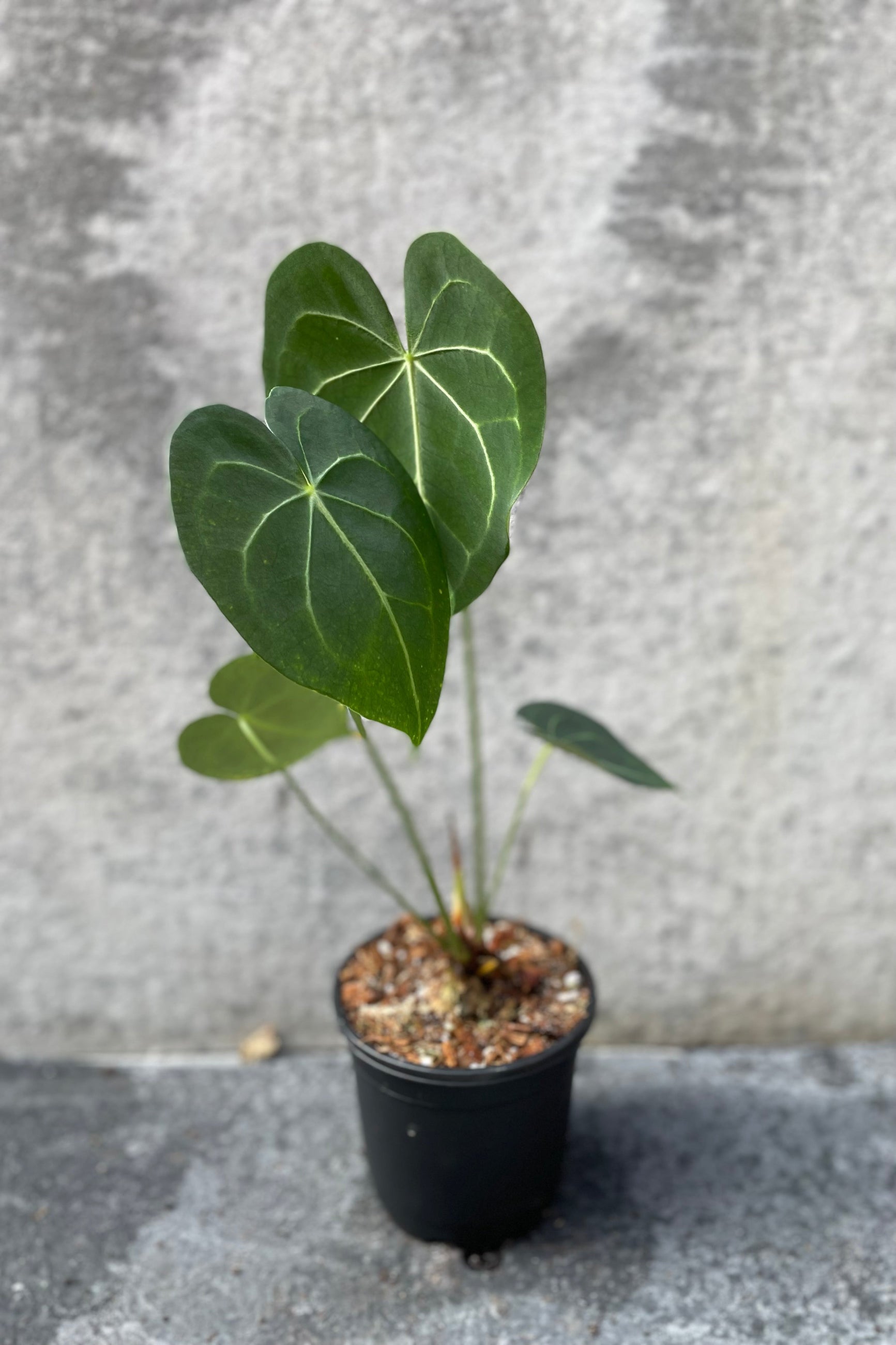 Anthurium clarinervium in grow pot in front of grey background