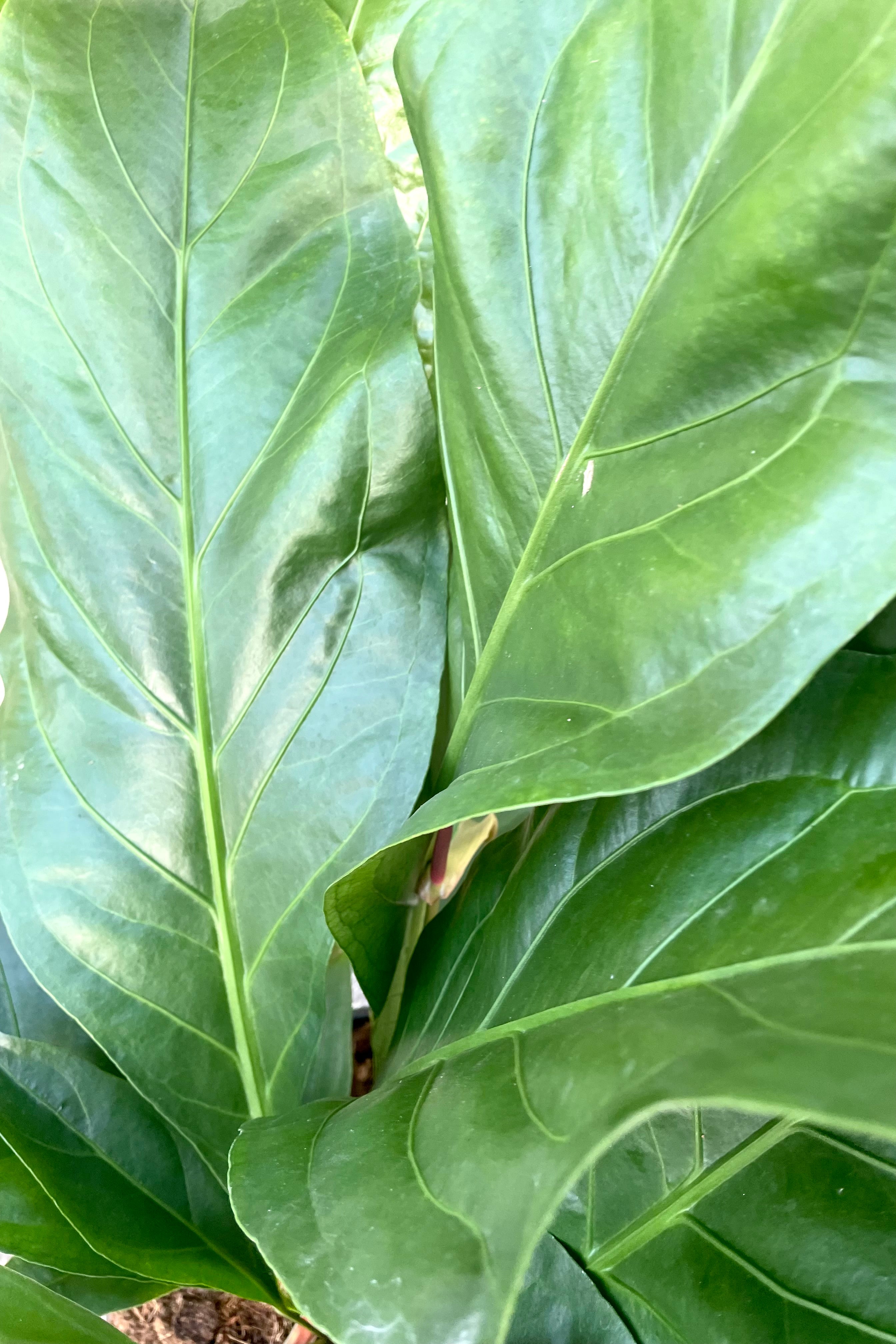 A detailed view of Anthurium 'Jungle Bush' 8"