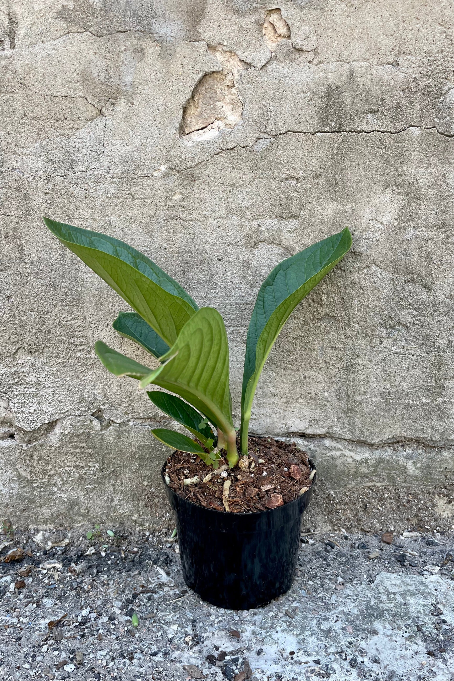 Anthurium jenmanii 6" against a grey wall ©Sprout Home