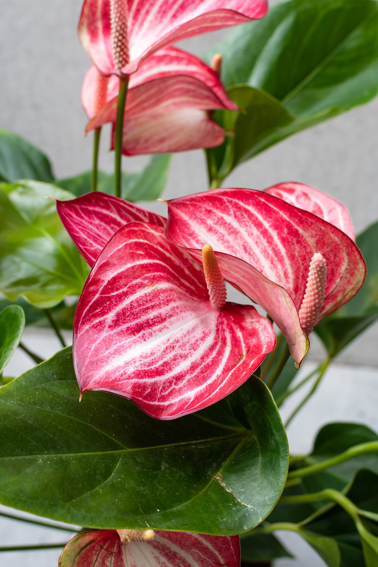 anthurium flamingo flower Anthurium 'Livium' 6" at SPROUT HOME