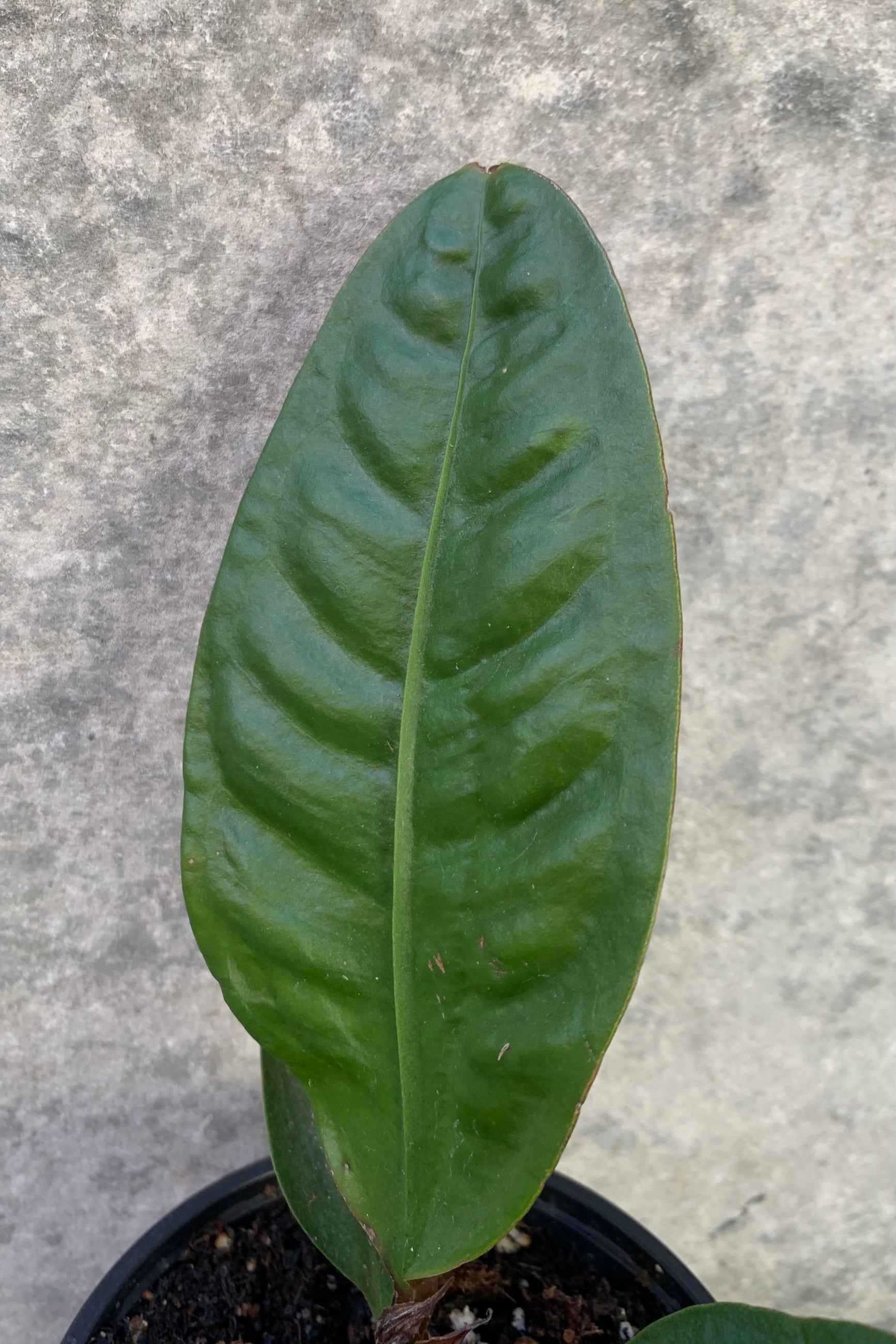 Ovate leaf of the Anthurium superbum plant. ©Sprout Home