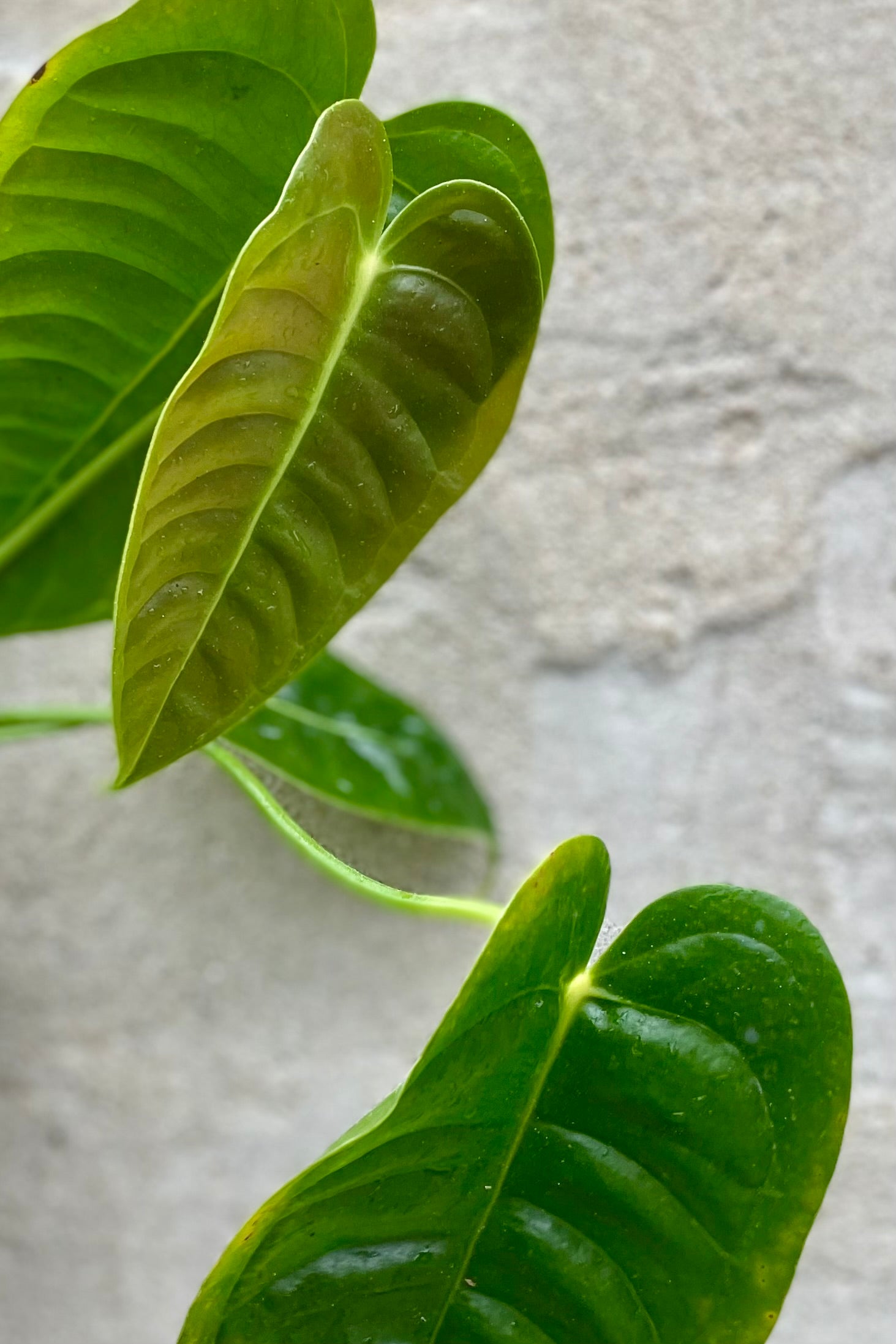 detail of Anthurium veitchii 5" against a grey wall ©Sprout Home