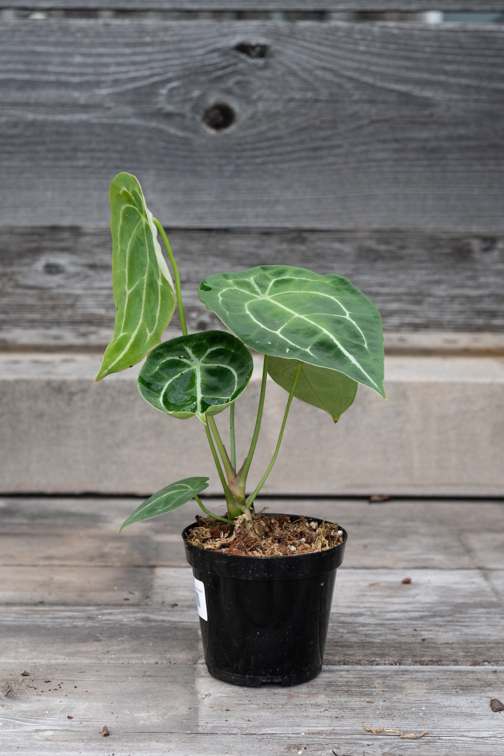 A potted Anthurium forgetii plant with green leaves and white venation, placed on a wooden surface. ©Sprout Home