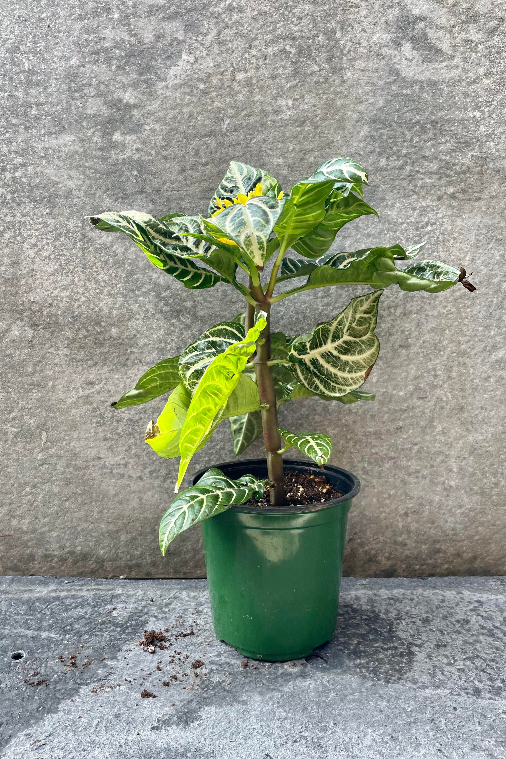Zebra Plant in a 6" grows pot showing its white and green leaves from the side ©Sprout Home