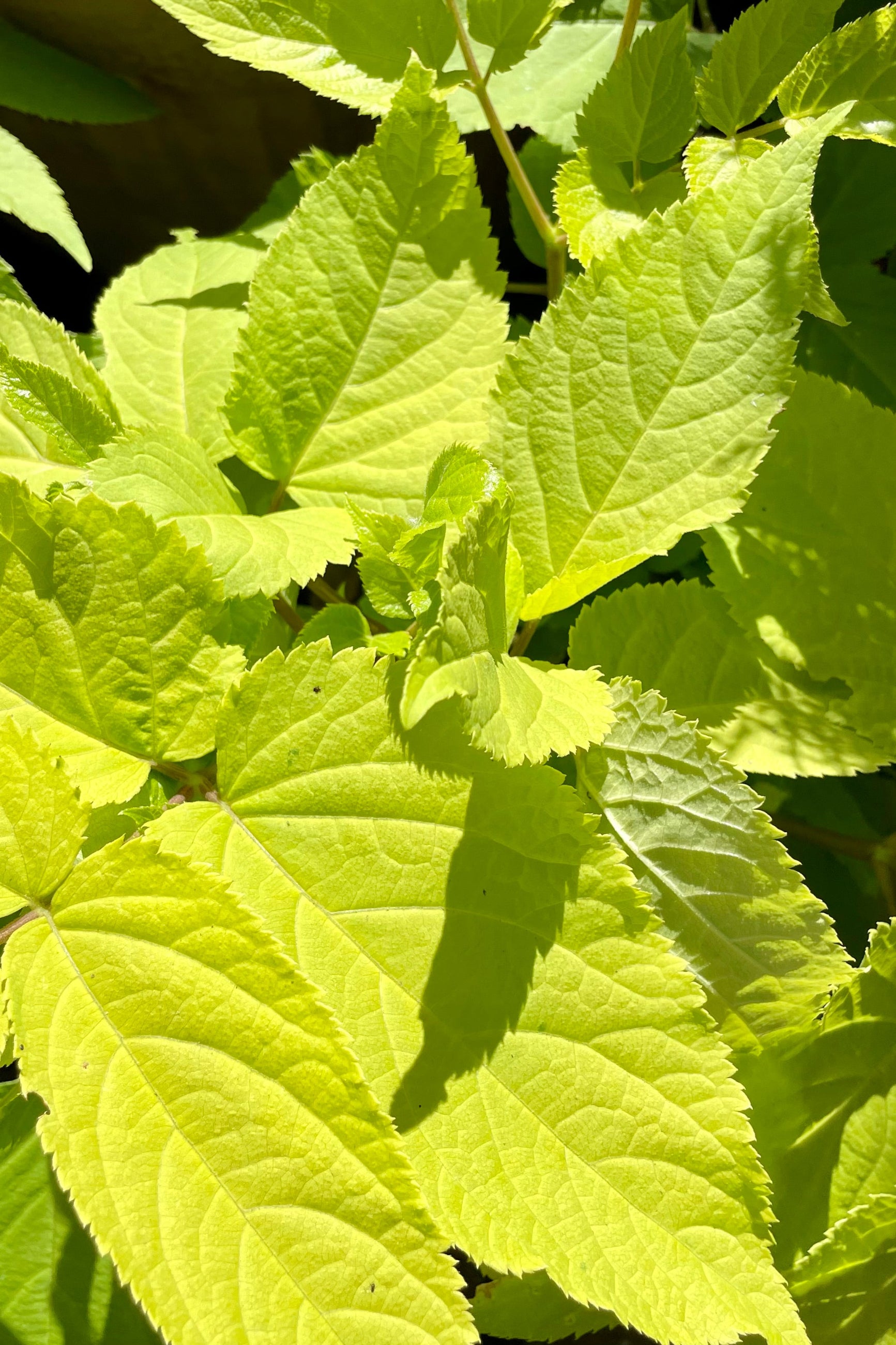 Aralia Sun King up close showing the bright chartreuse leaves. ©Sprout Home