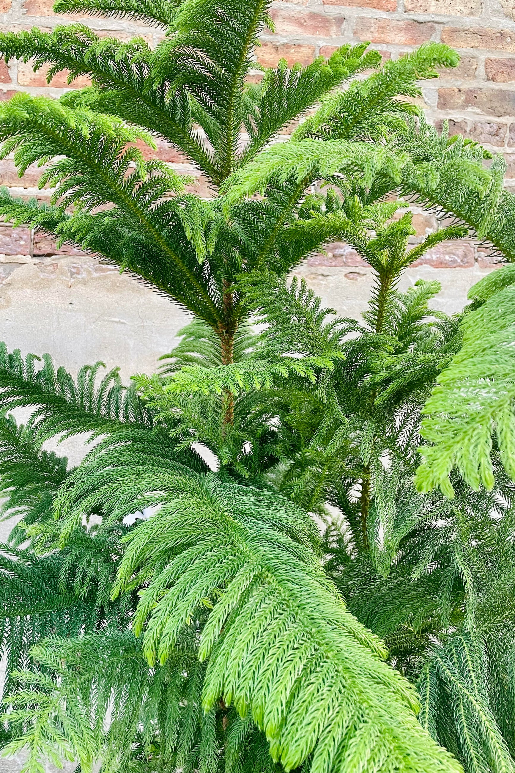 Araucaria heterophylla 