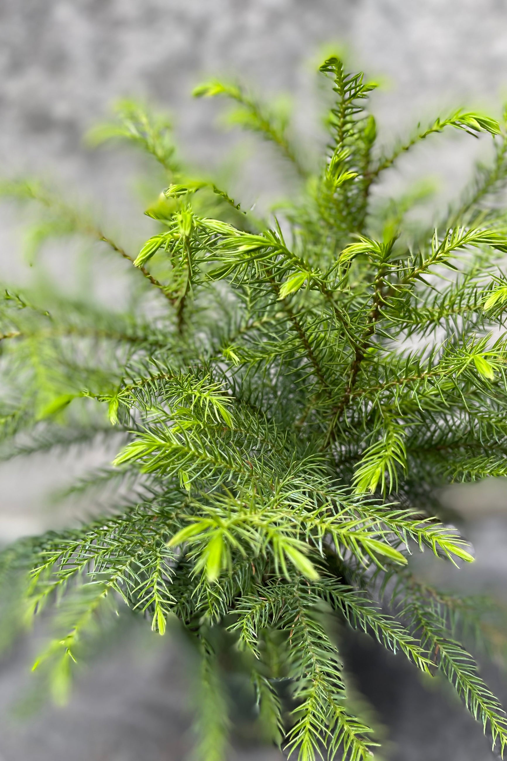 Close up of Araucaria heterophylla "Norfolk Pine" needles ©Sprout Home