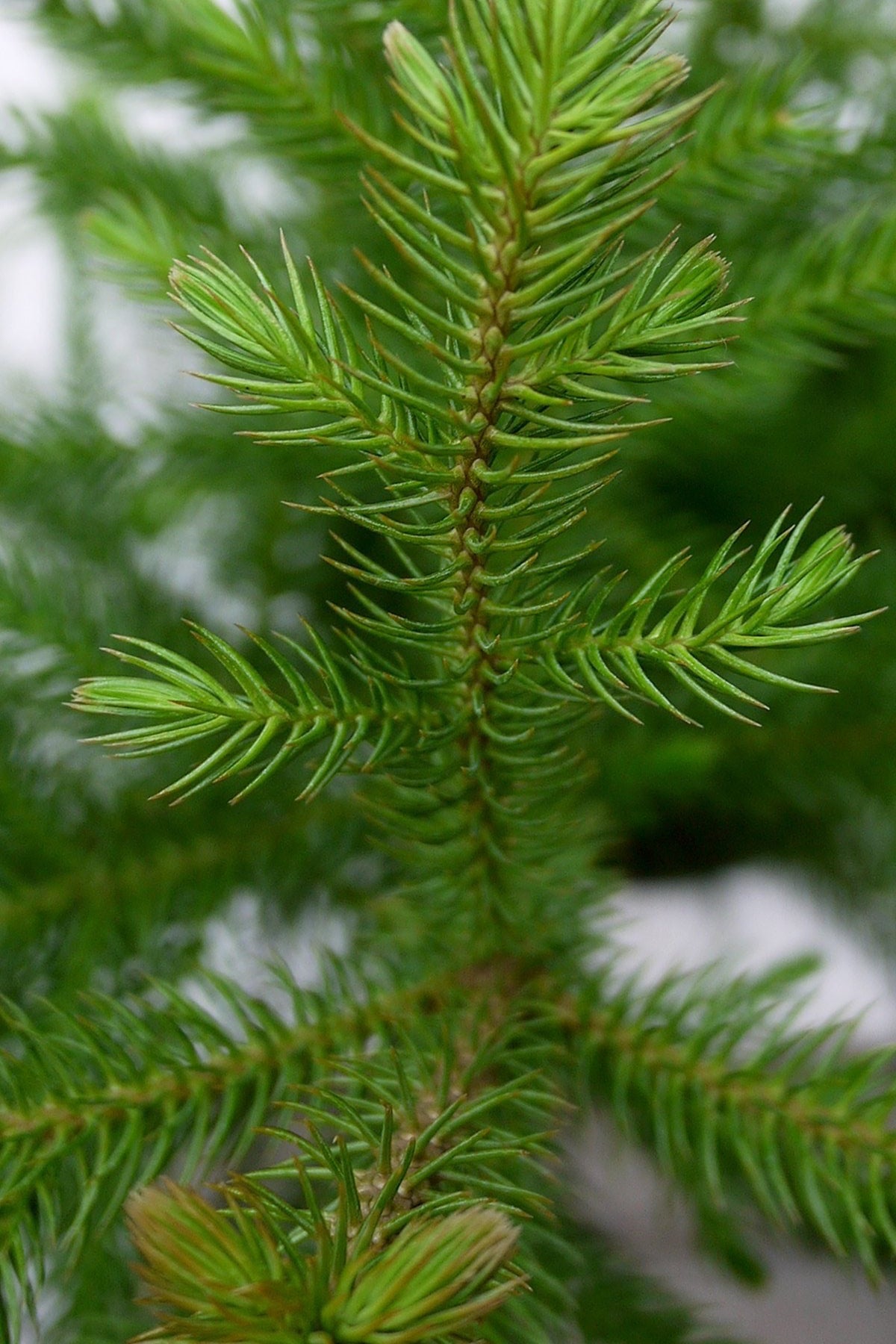 Araucaria heterophylla close up detail of the needles. ©Sprout Home