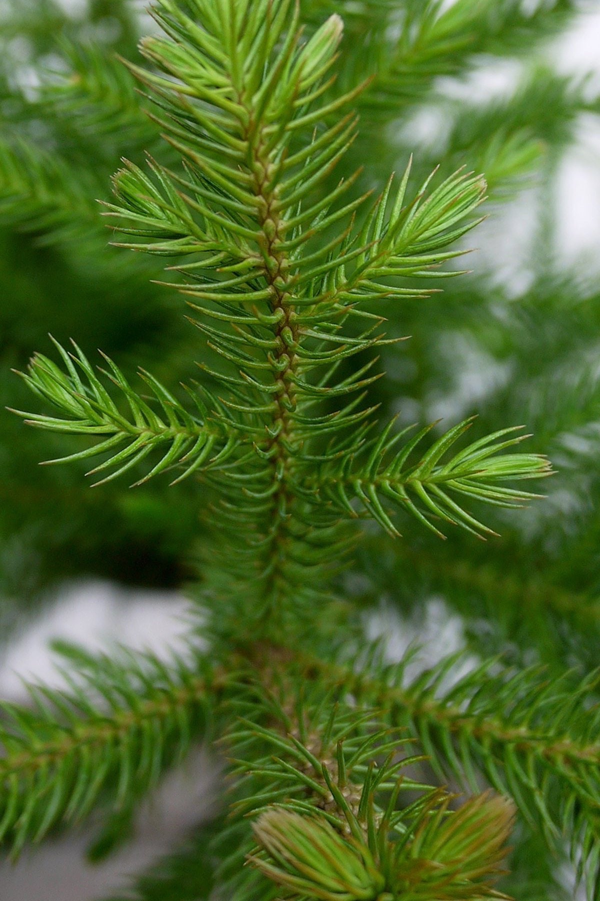 Araucaria heterophylla close up detail of the needles. ©Sprout Home