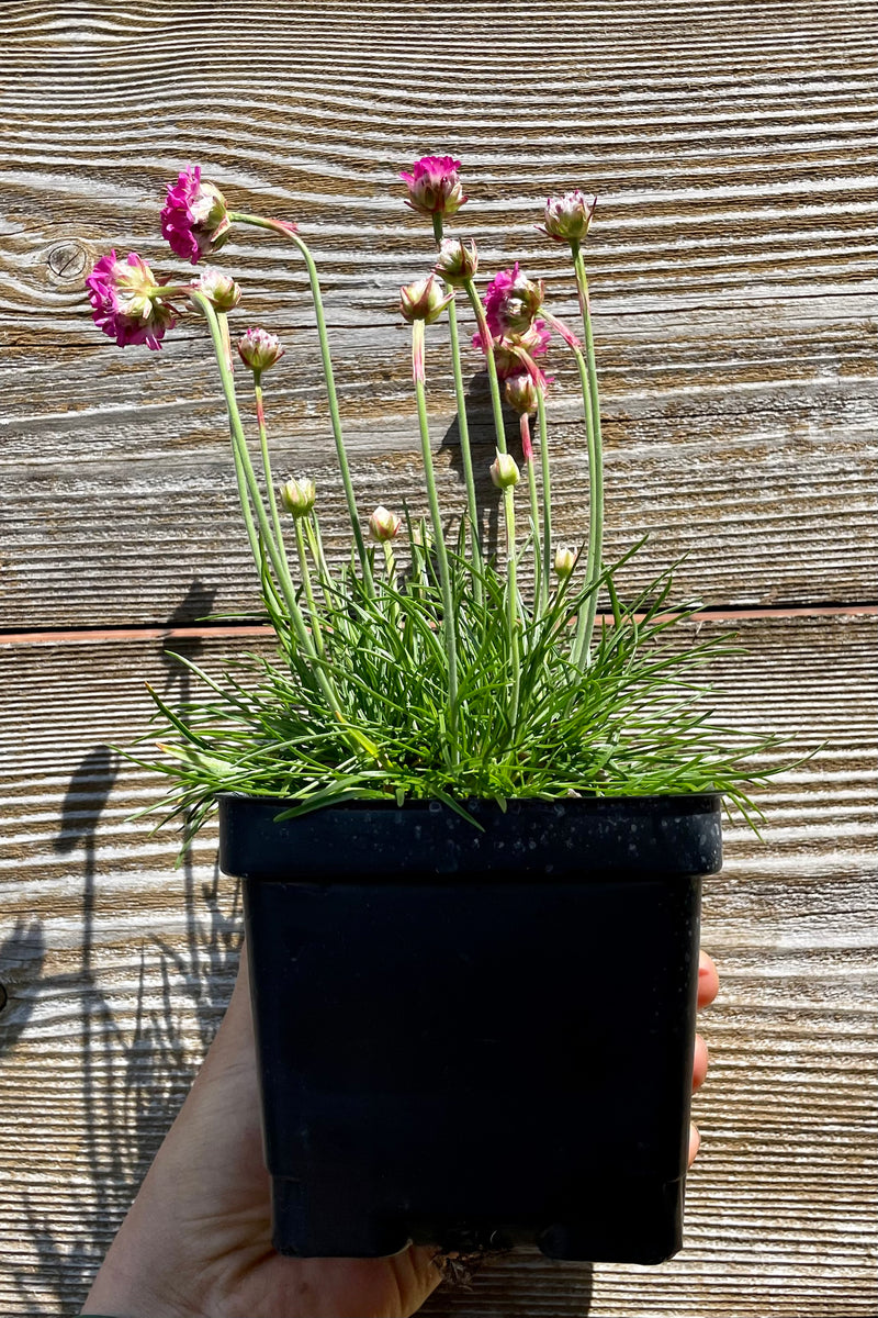 Armeria maritima 'Dusseldorf Pride' perennial in a 1 quart growers pot in bloom mid May showing the pink flowers against a wood wall at Sprout Home.