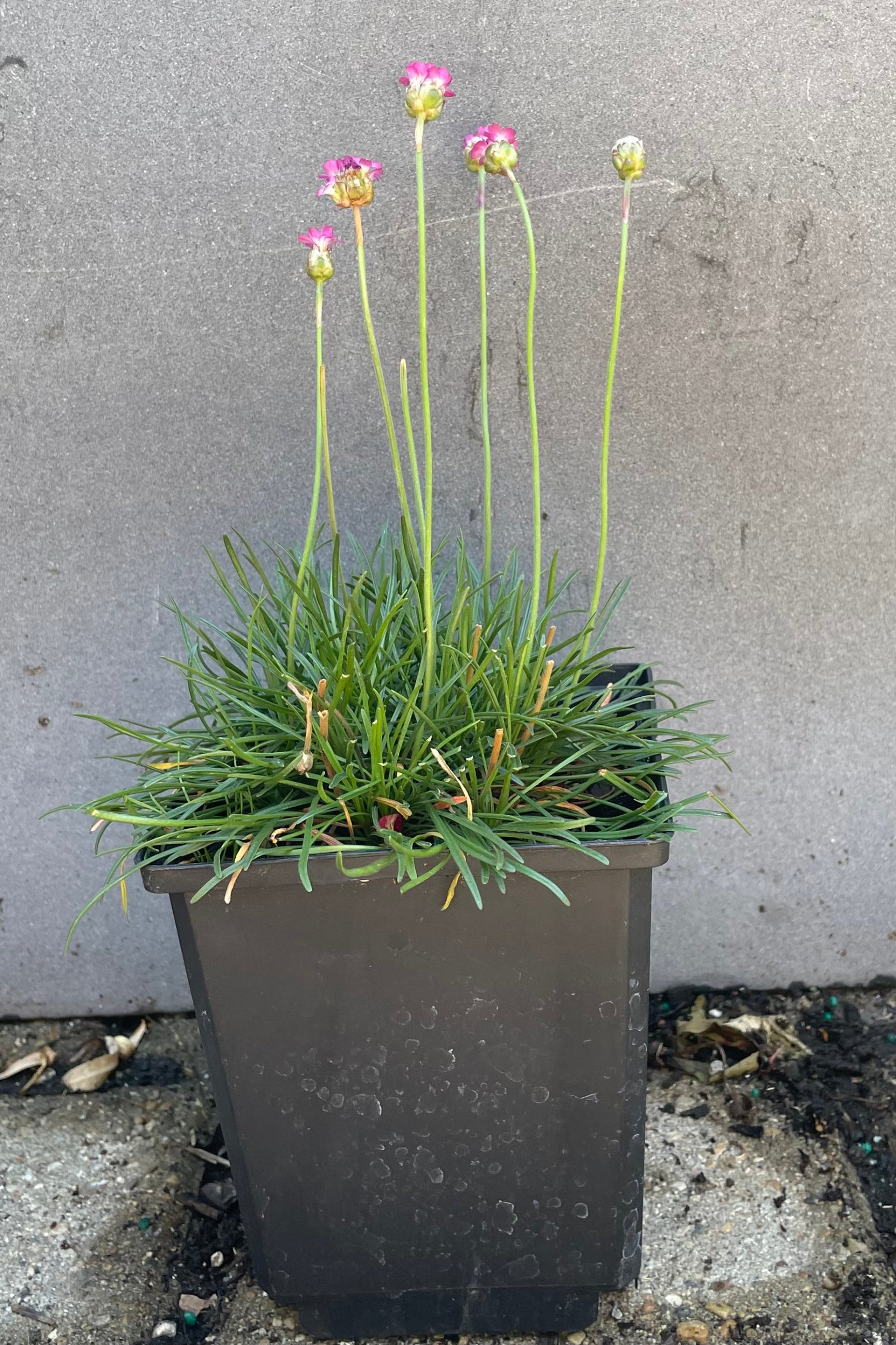 Armeria 'Rubrifolia' towards the end of June and the last bit of flowering with its bright pink bloom above tufted foliage at Sprout Home. ©Sprout Home