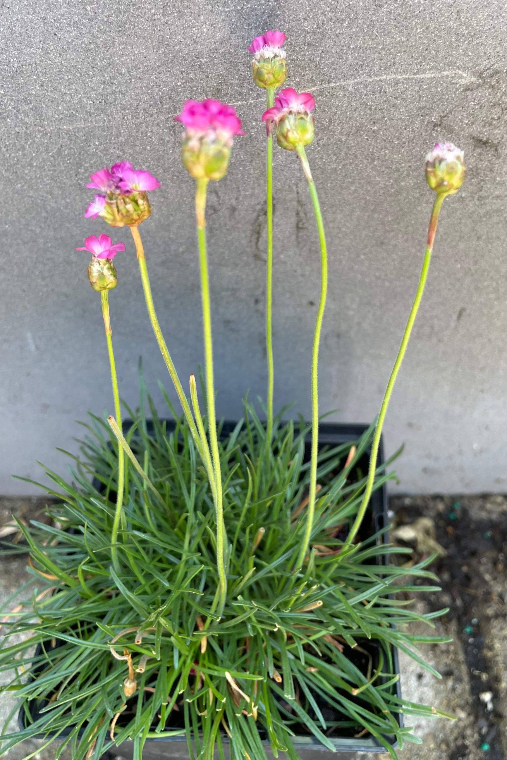 Armeria 'Rubrifolia' towards the end of bloom late June showing the pom pom like pink flowers above tuft foliage at Sprout Home. ©Sprout Home