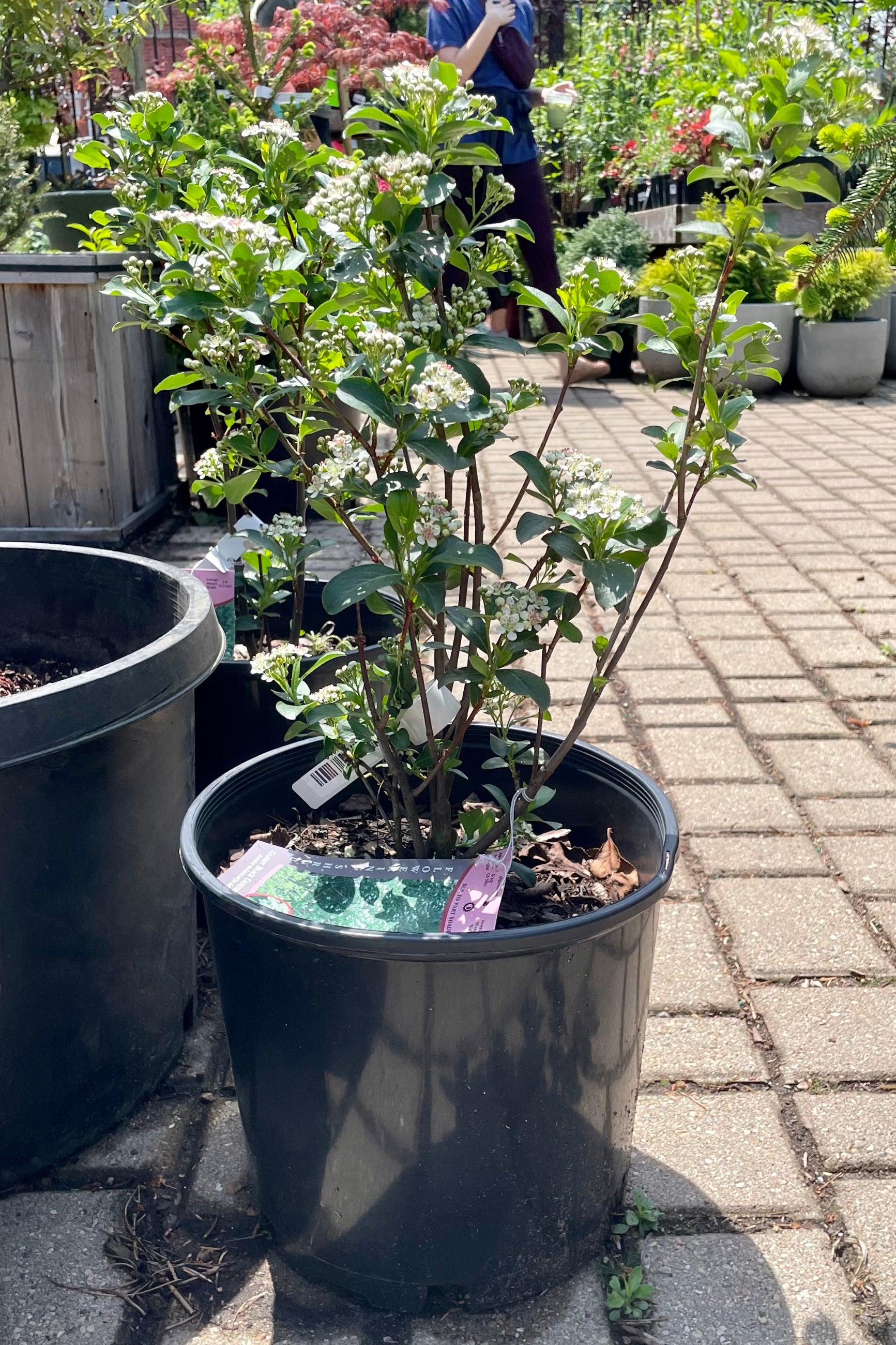 An Aronia melanocarpa var. elata shrub in a #3 growers pot during May in the Sprout Home yard. ©Sprout Home