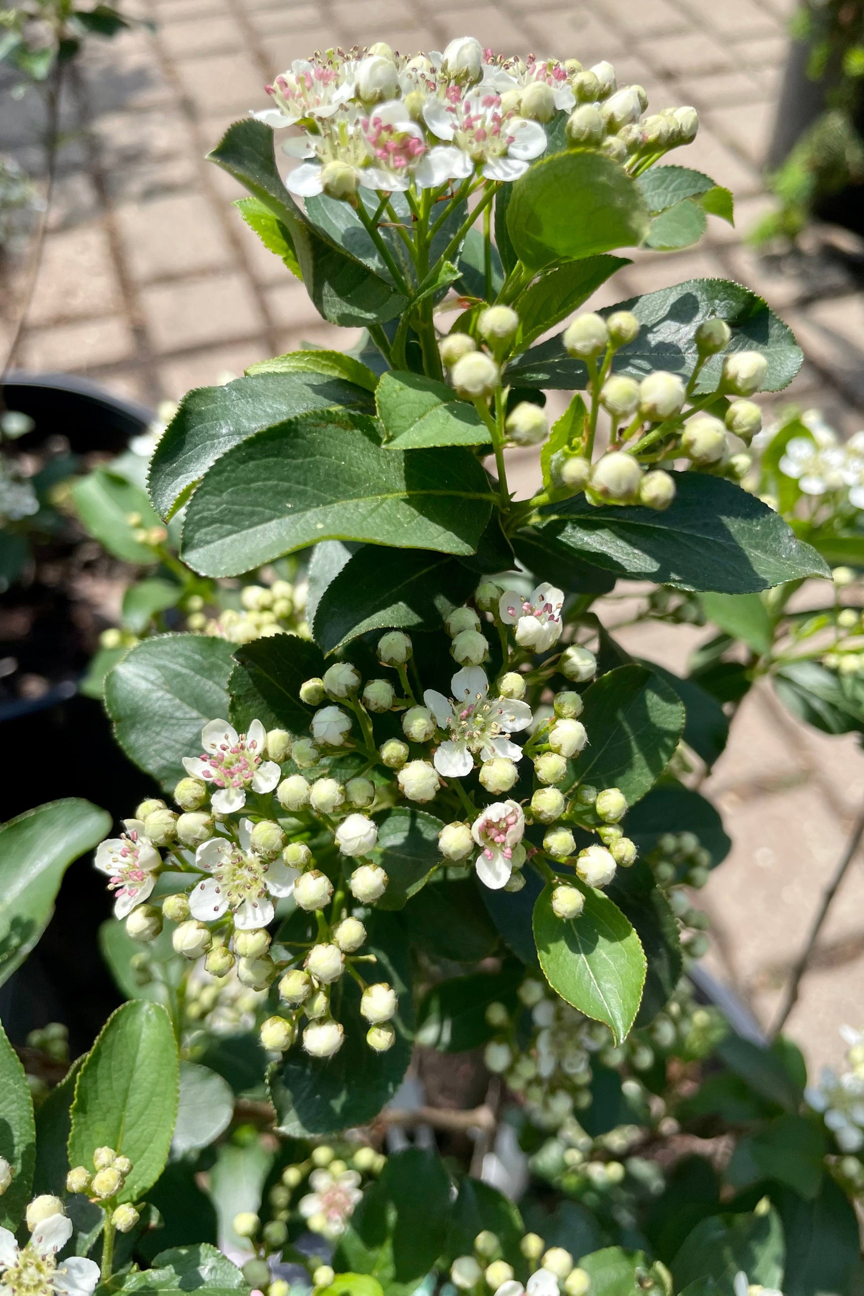 a close up picture of the buds and blooms on the Aronia melanopcarpa var. elata the middle of May in the Sprout Home yard. ©Sprout Home