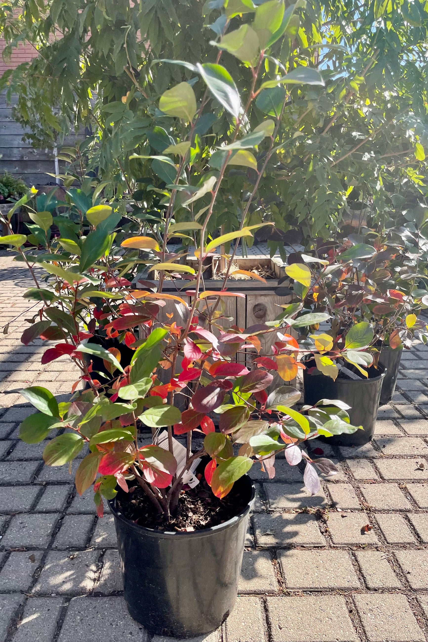 Fall coloration on the leaves of a #3 Arena elata the beginning of October. ©Sprout Home