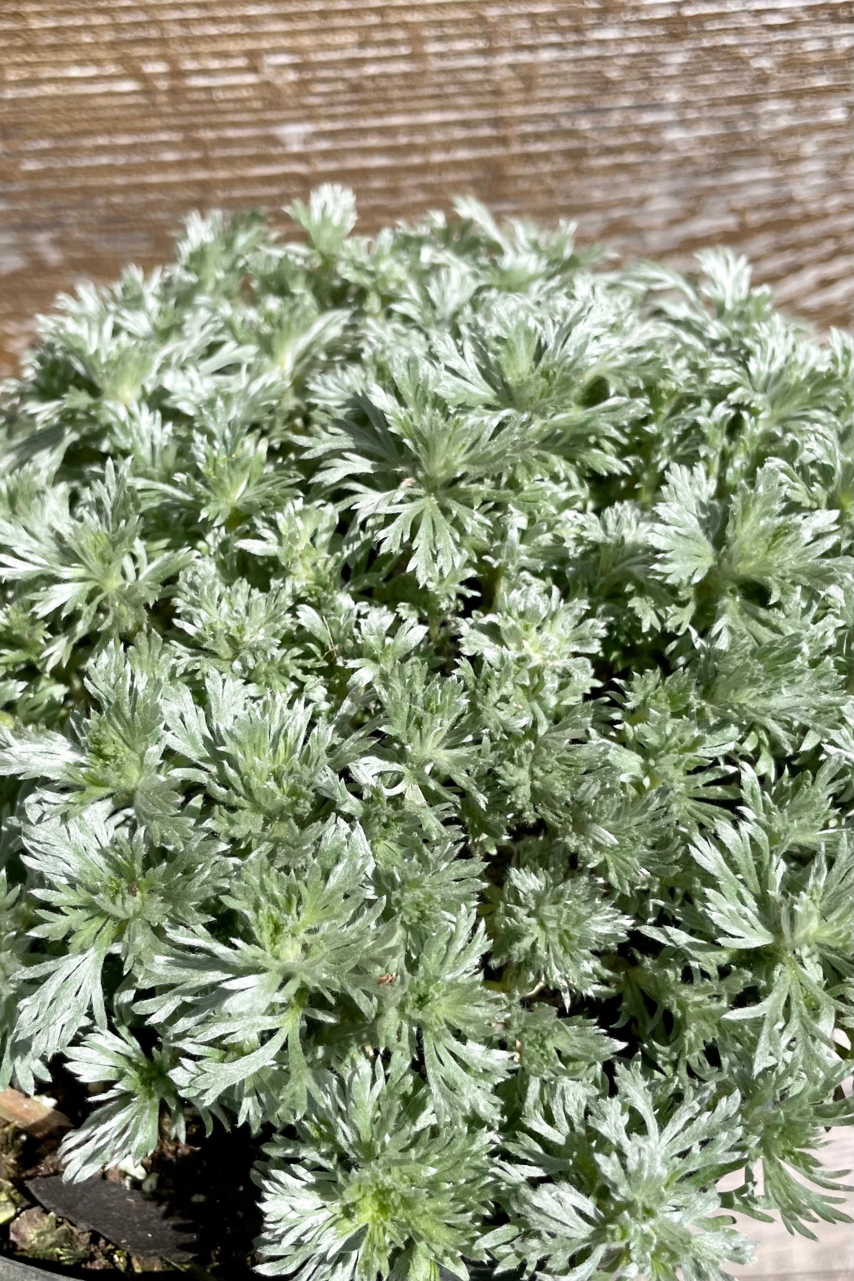 Detail of the sensory white green soft foliage of the Artemisia 'Nana' just emerging in April. ©Sprout Home