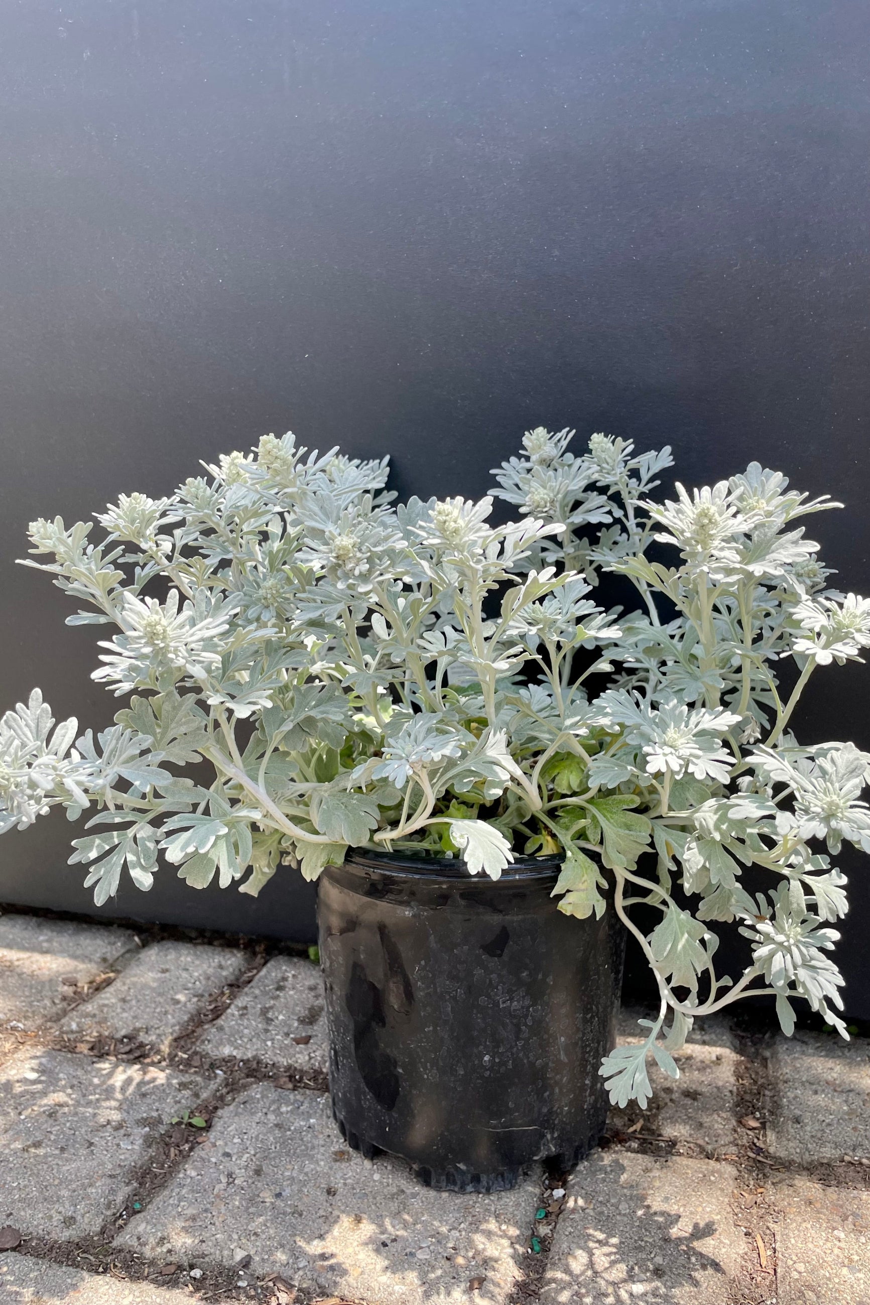 #1 container of Artemisia 'Silver Brocade' perennial at the end of may showing the soft lobed white leaves against a black backdrop at Sprout Home. ©Sprout Home