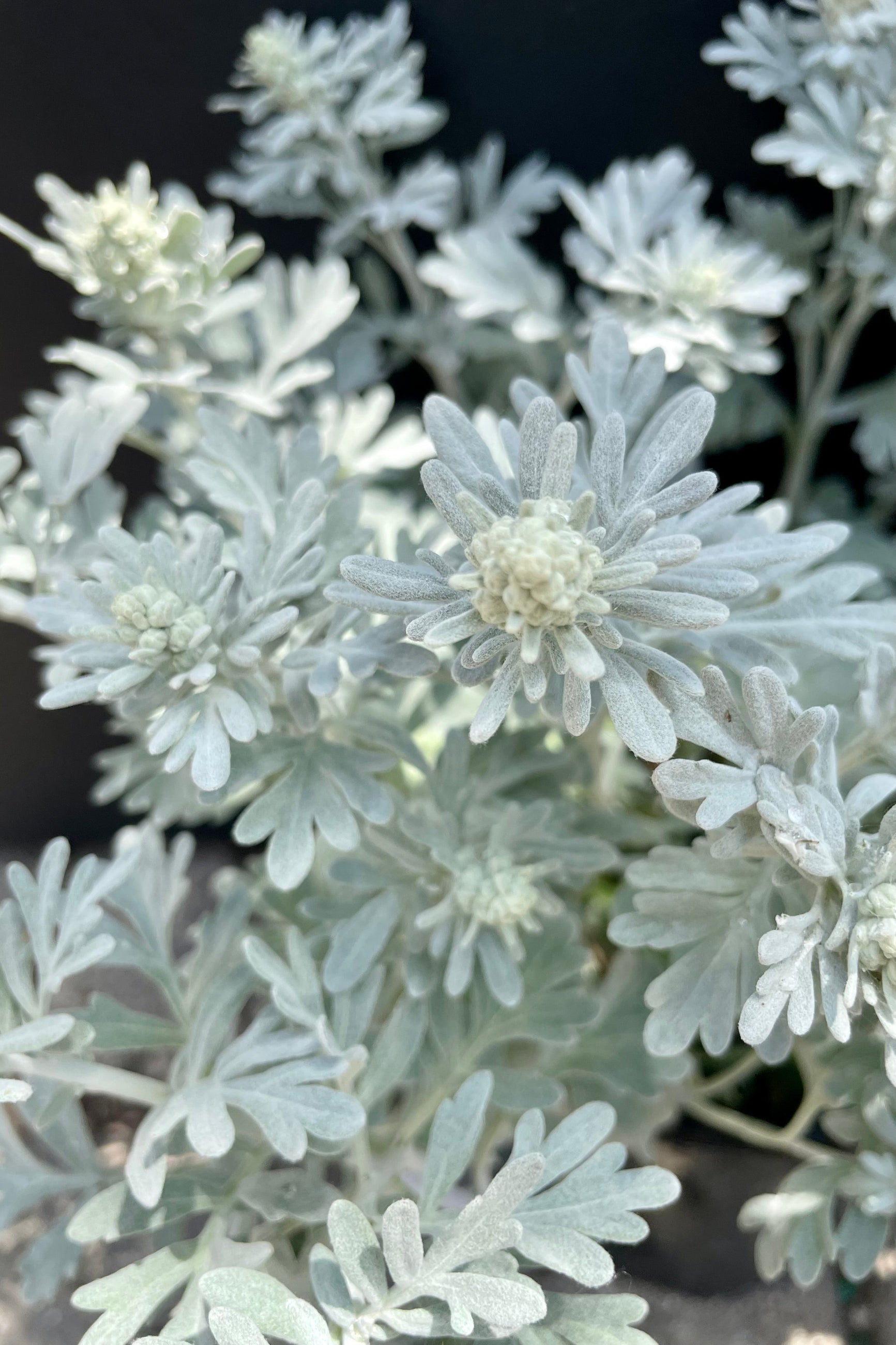 a detail picture of the white lobed soft leaves of the Artemisia 'Silver Brocade' the end of May at Sprout Home against a black background. ©Sprout Home