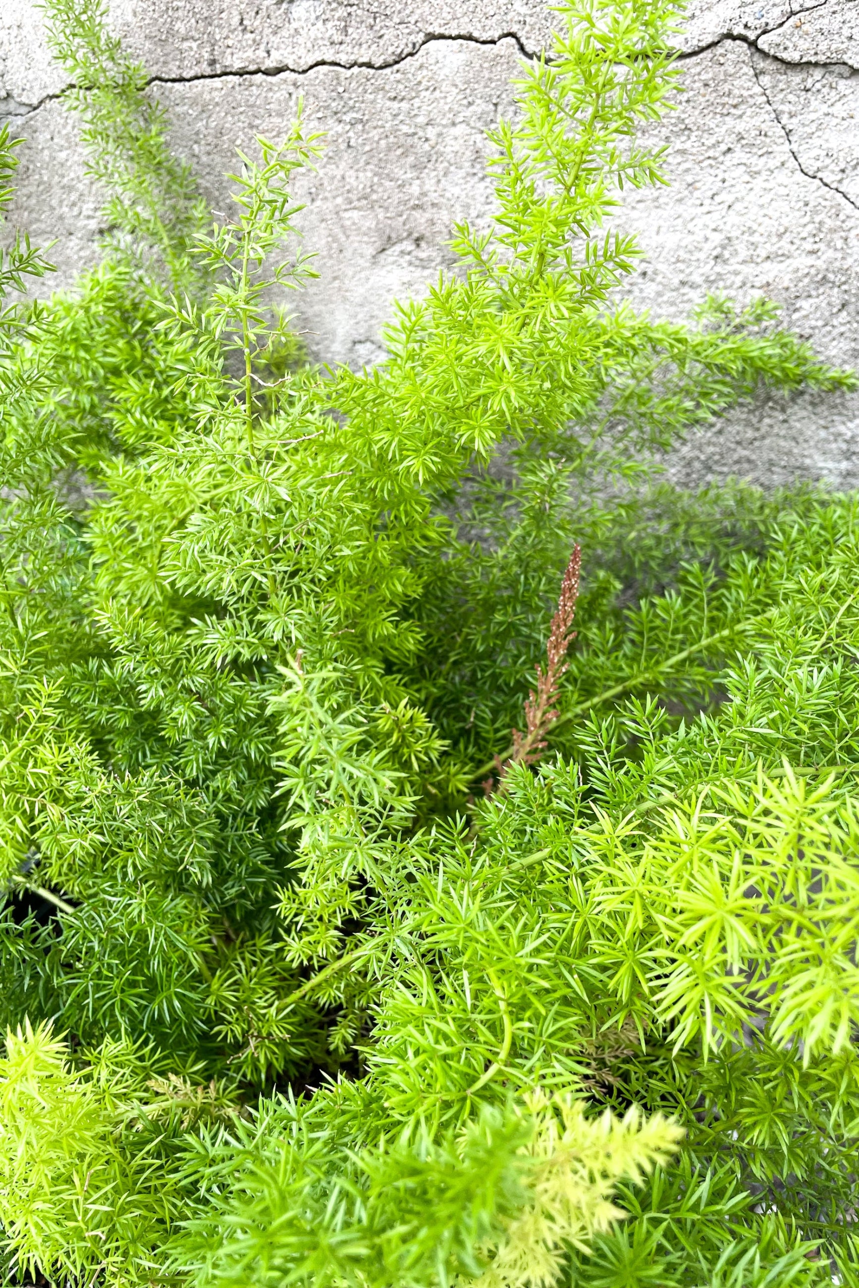 Close up of Asparagus densiflorus 'Myersii' foliage in front of concrete wall ©Sprout Home