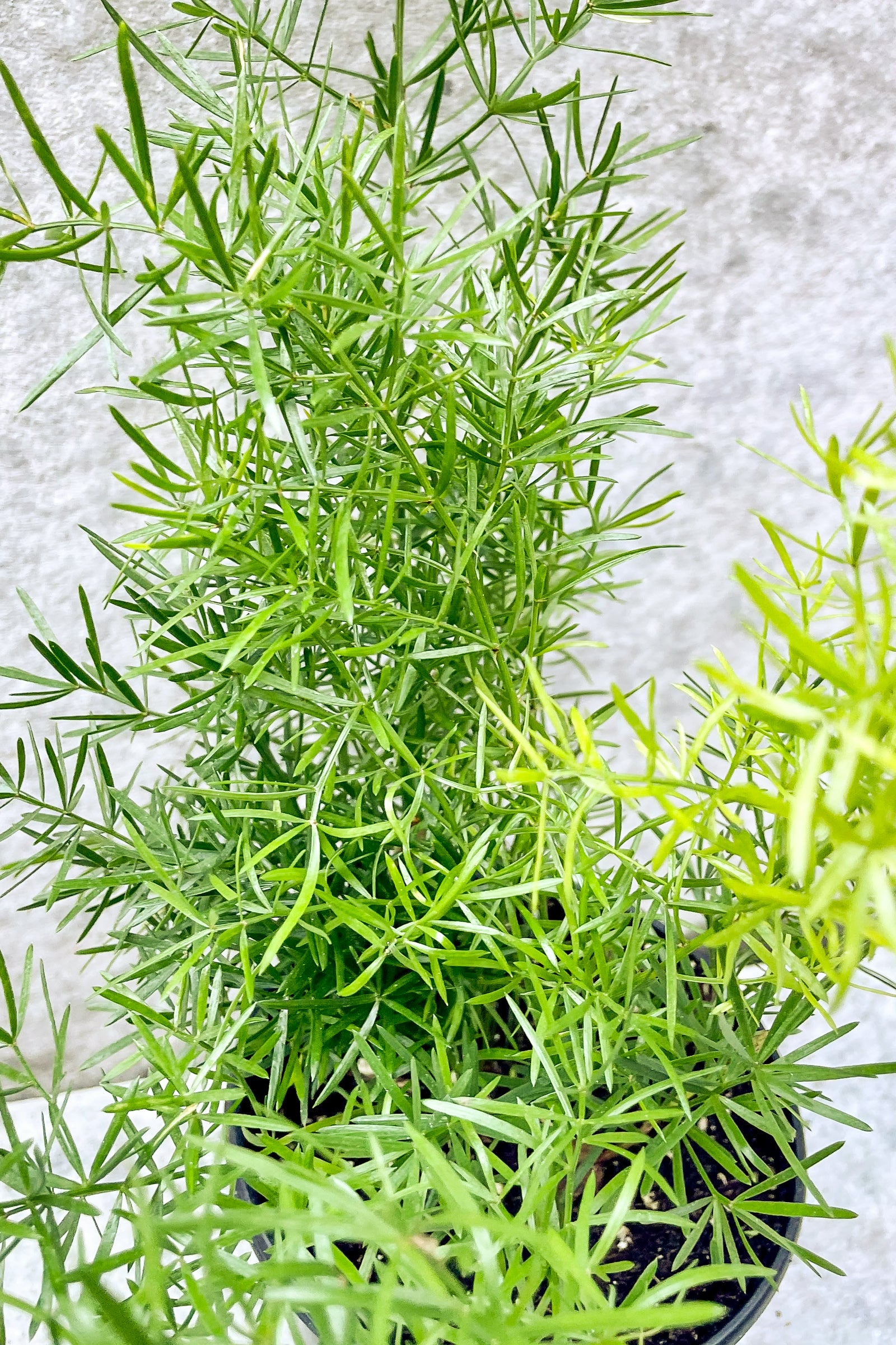 Close up of Asparagus sprengerii ©Sprout Home