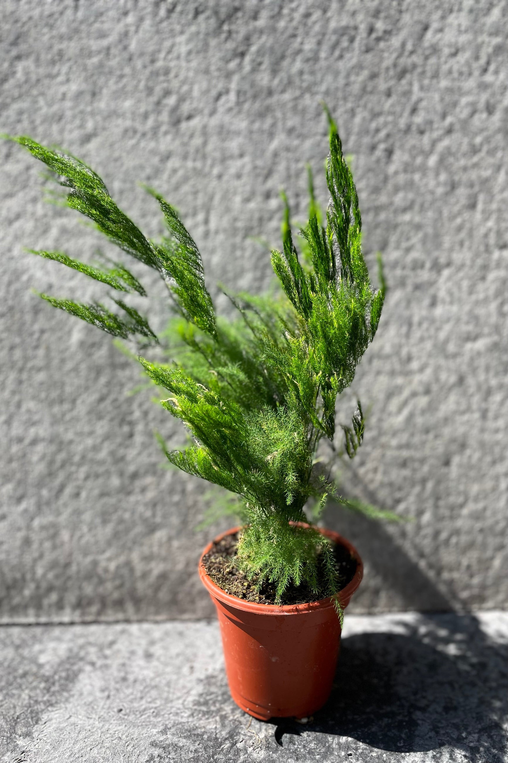 Green asparagus fern plant with upright and spreading leaves against a gray rock background. ©Sprout Home