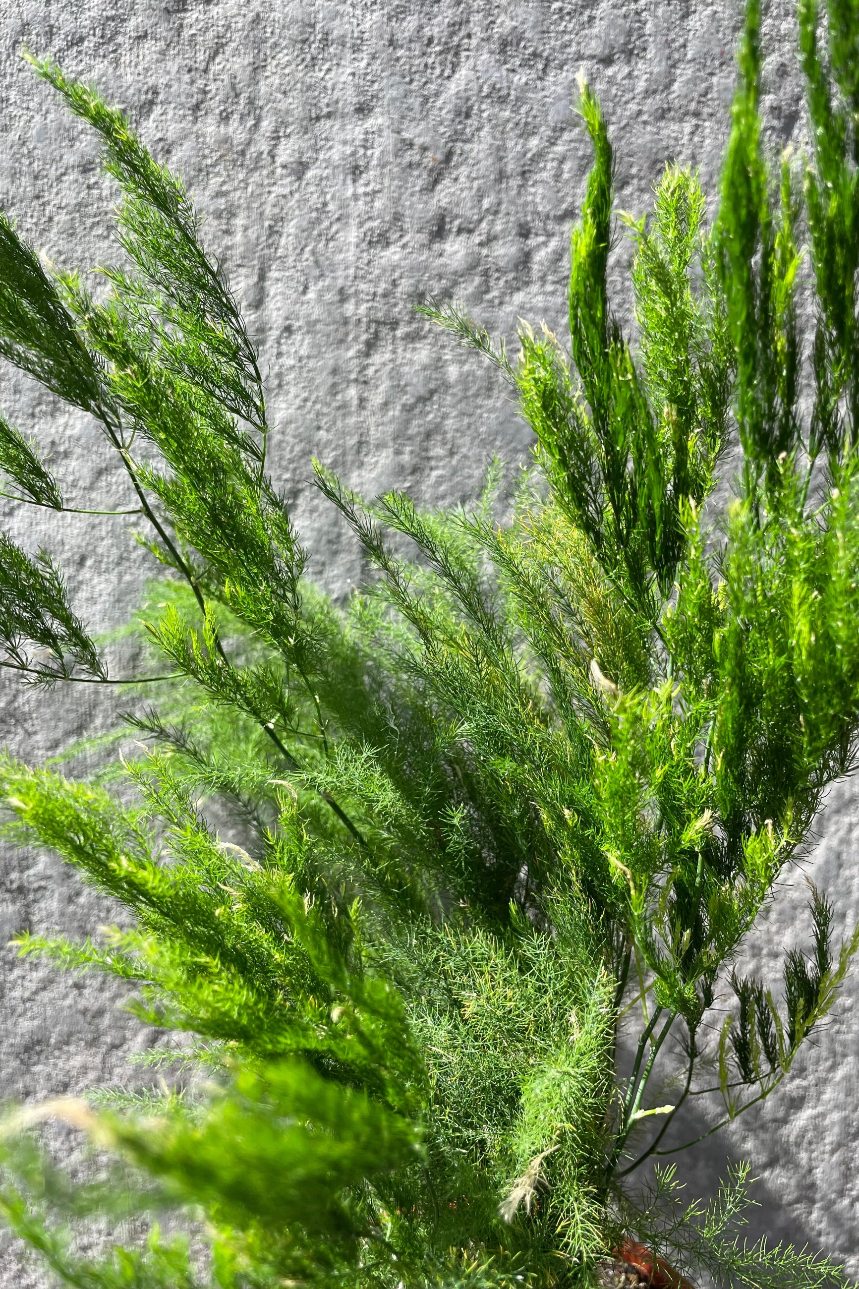 Green asparagus fern plant with upright and spreading leaves against a gray rock background. ©Sprout Home