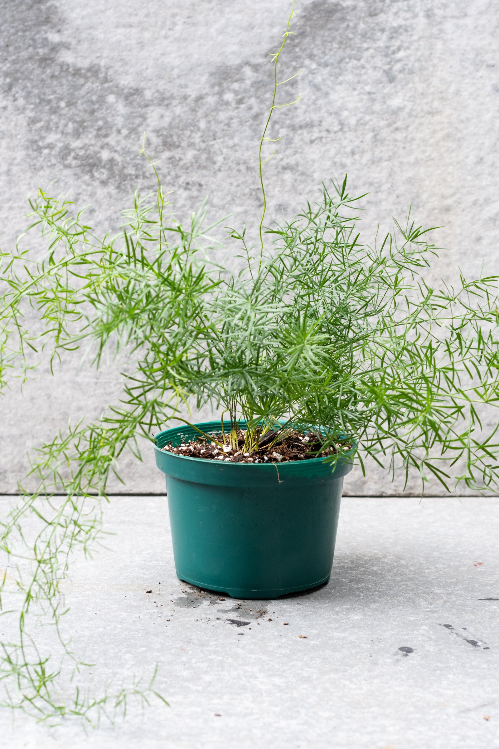 Asparagus Fern in a 6" growers pot against a concrete wall ©Sprout Home