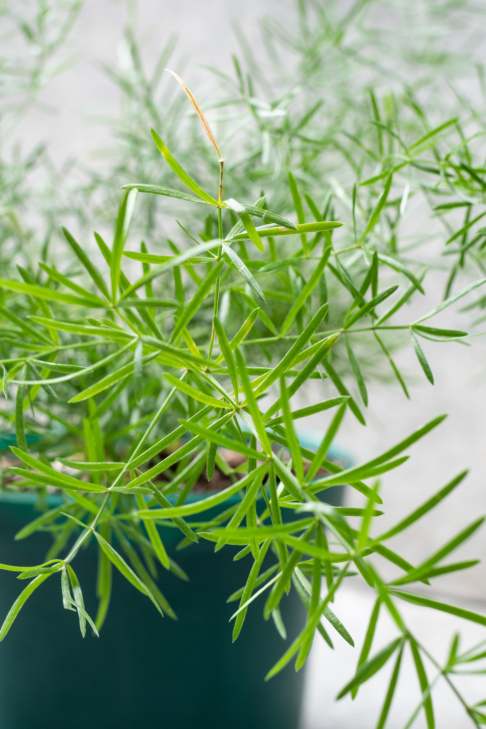 A potted Asparagus Fern with frilly, feathery green leaves. ©Sprout Home