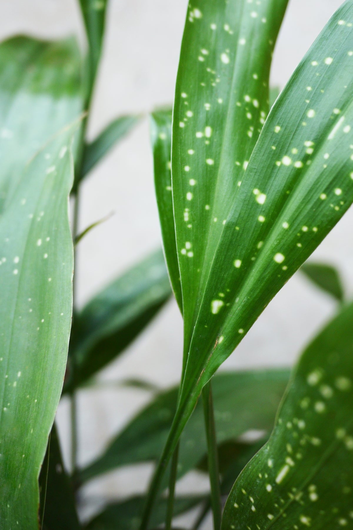 An up close picture of an Aspidistra 'Milky Way' plant and its spotted leaves. ©Sprout Home