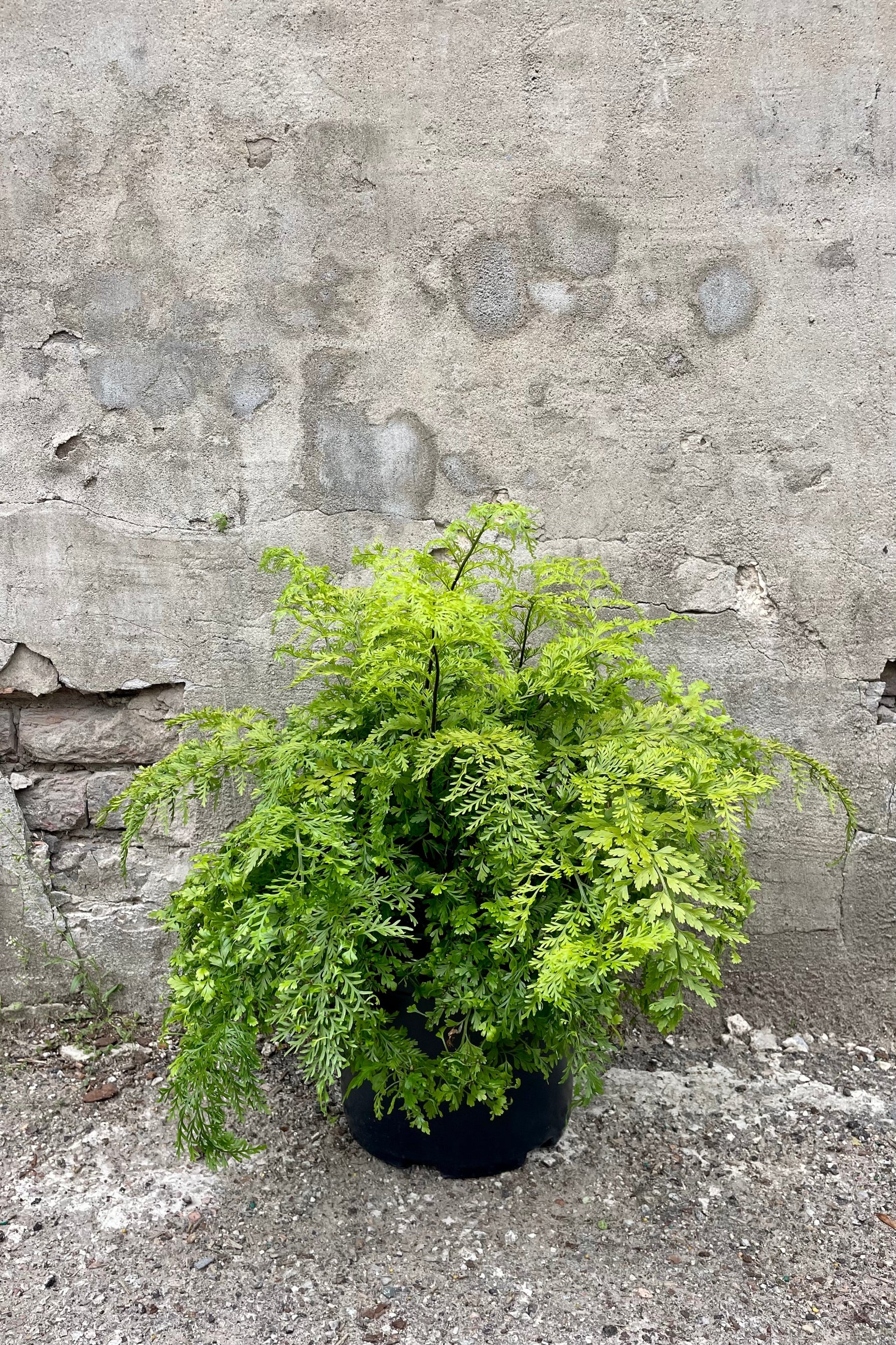 Asplenium bulbiferum "Mother Fern" 10" black growers pot with bright green fern leaves against a grey wall ©Sprout Home